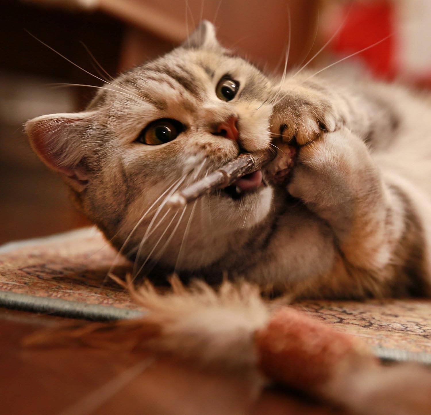 image:imageCatify Slivervine Catnip Trio By Best Pet SuppliesJumbo Pack