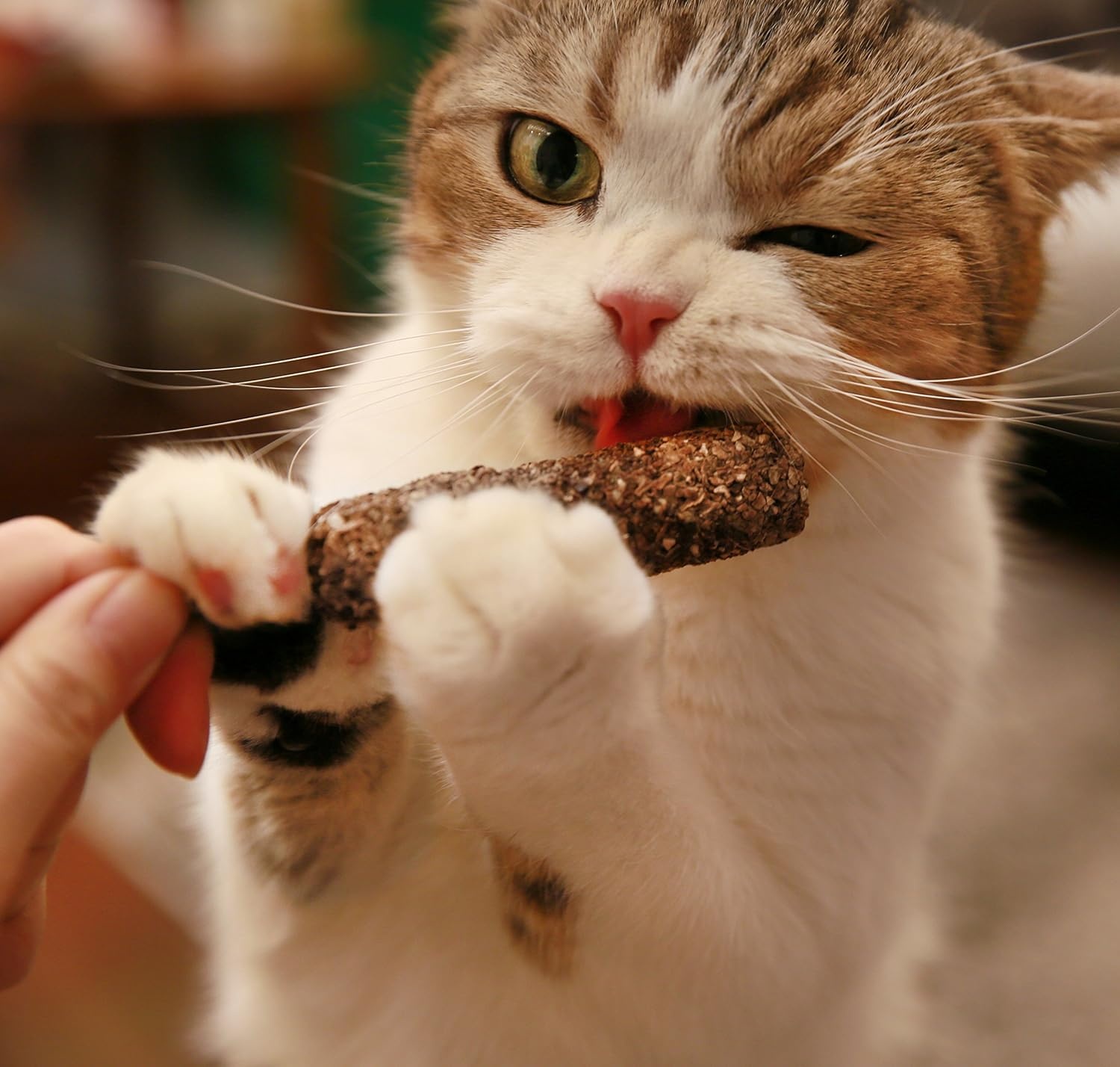 image:imageCatify Slivervine Catnip Trio By Best Pet SuppliesTrio Sticks