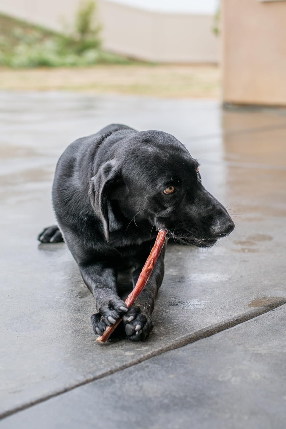 image:imageGigaBite Beef Esophagus Dog Treats Natural Gullet Sticks for Dogs High Protein Single Ingredient Dog Chews Rawhide Free Dental Dog Treats for All Dog Breeds Strips 10 inch Pack of 18Esophagus Sticks 6