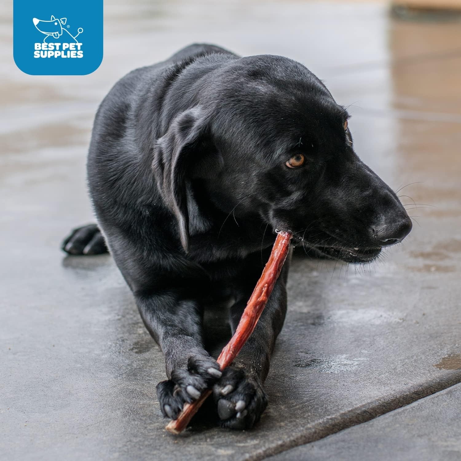 image:imageGigaBite Bully Sticks for Dogs All Natural Beef Pizzle Dog Chews Odor amp Rawhide Free Dog Treats Long Lasting High Protein Chews Digestible Dental Dog Treat Sticks Halfcut 6 Pack of 1012inch