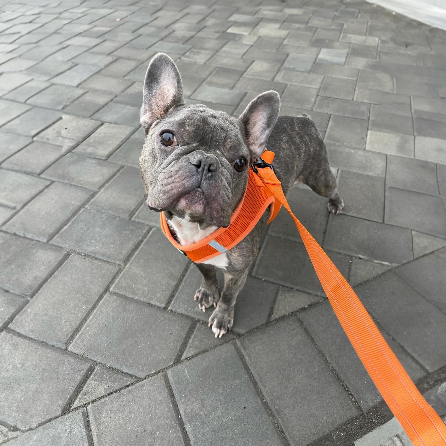 image:imageBest Pet Supplies Voyager Reflective Dog Leash or Collar with Neoprene Handle for Small Medium and Large Breed Puppies Cute and Heavy Duty for Walking Running and Training Blue Leash SLeash Orange