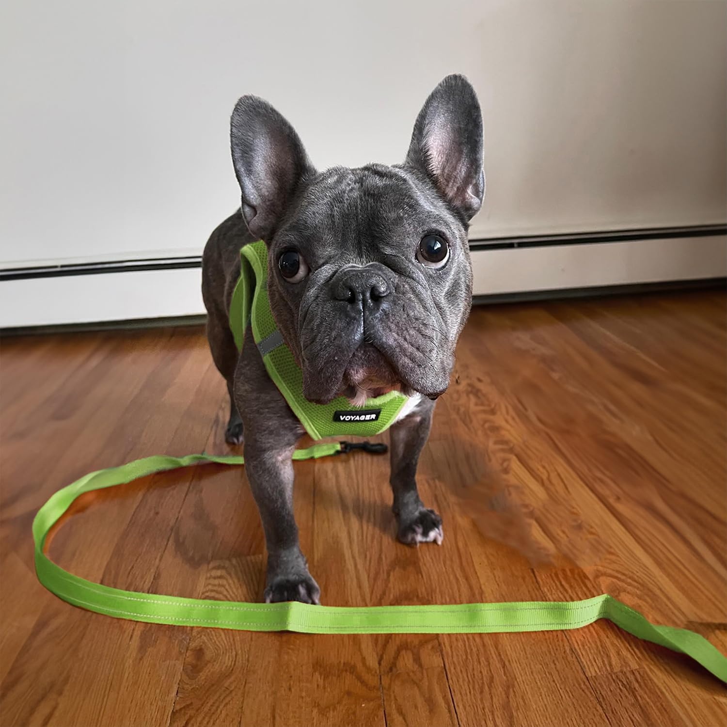 image:imageBest Pet Supplies Voyager Reflective Dog Leash or Collar with Neoprene Handle for Small Medium and Large Breed Puppies Cute and Heavy Duty for Walking Running and Training Blue Leash SLeash Lime Green