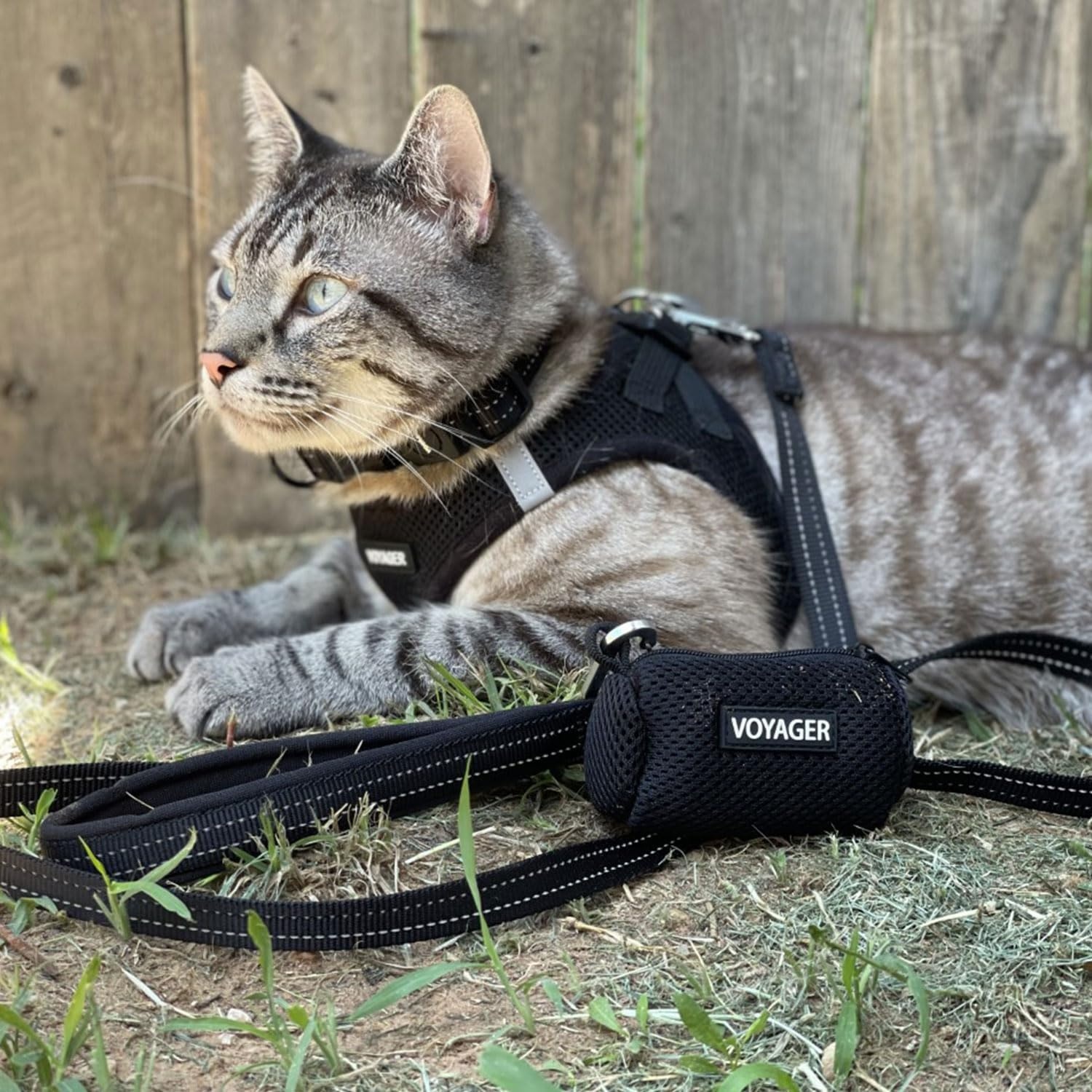 image:imageBest Pet Supplies Voyager Reflective Dog Leash or Collar with Neoprene Handle for Small Medium and Large Breed Puppies Cute and Heavy Duty for Walking Running and Training Blue Leash SLeash Black