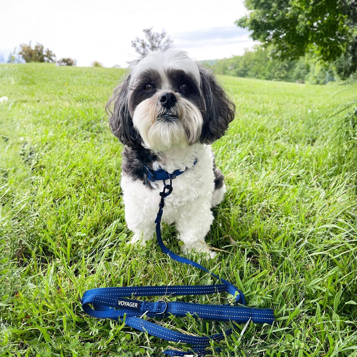 image:imageBest Pet Supplies Voyager Reflective Dog Leash or Collar with Neoprene Handle for Small Medium and Large Breed Puppies Cute and Heavy Duty for Walking Running and Training Blue Leash SLeash Royal Blue