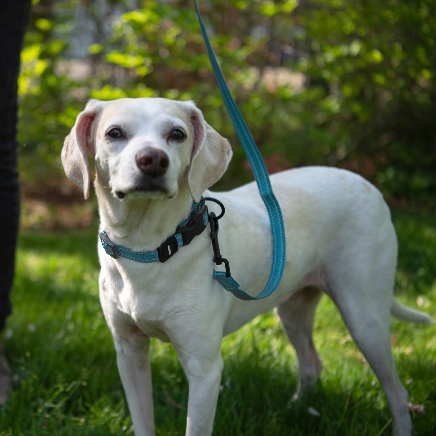 image:imageBest Pet Supplies Voyager Reflective Dog Leash or Collar with Neoprene Handle for Small Medium and Large Breed Puppies Cute and Heavy Duty for Walking Running and Training Blue Leash SLeash Baby Blue