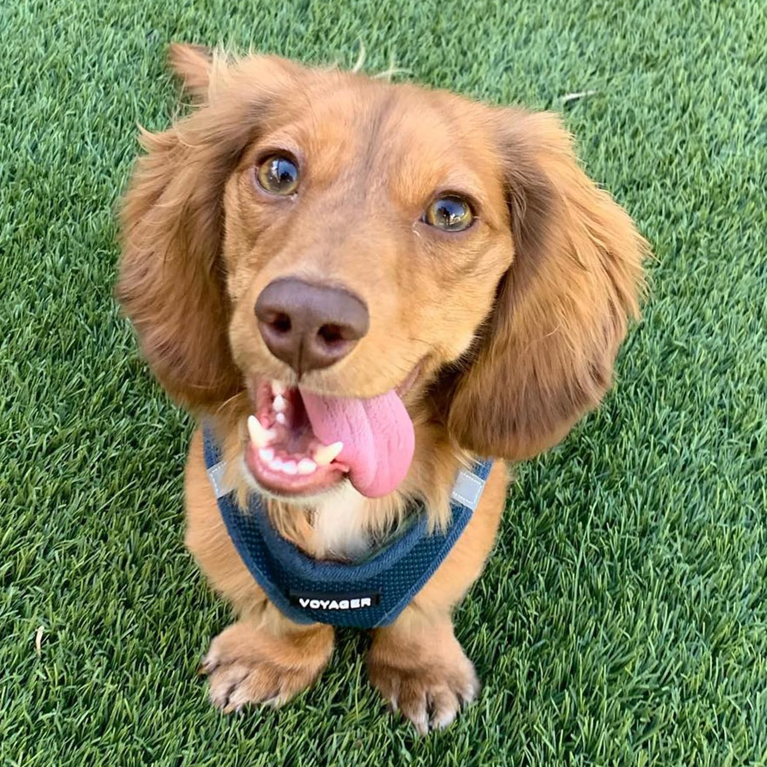image:imageBest Pet Supplies Voyager Stepin Air Harness All Weather Mesh Reflective No Pull Harness for Dogs Cats Secure with Hook amp Loop Fastener Buckle Double DRings Fuchsia SHarness Blue