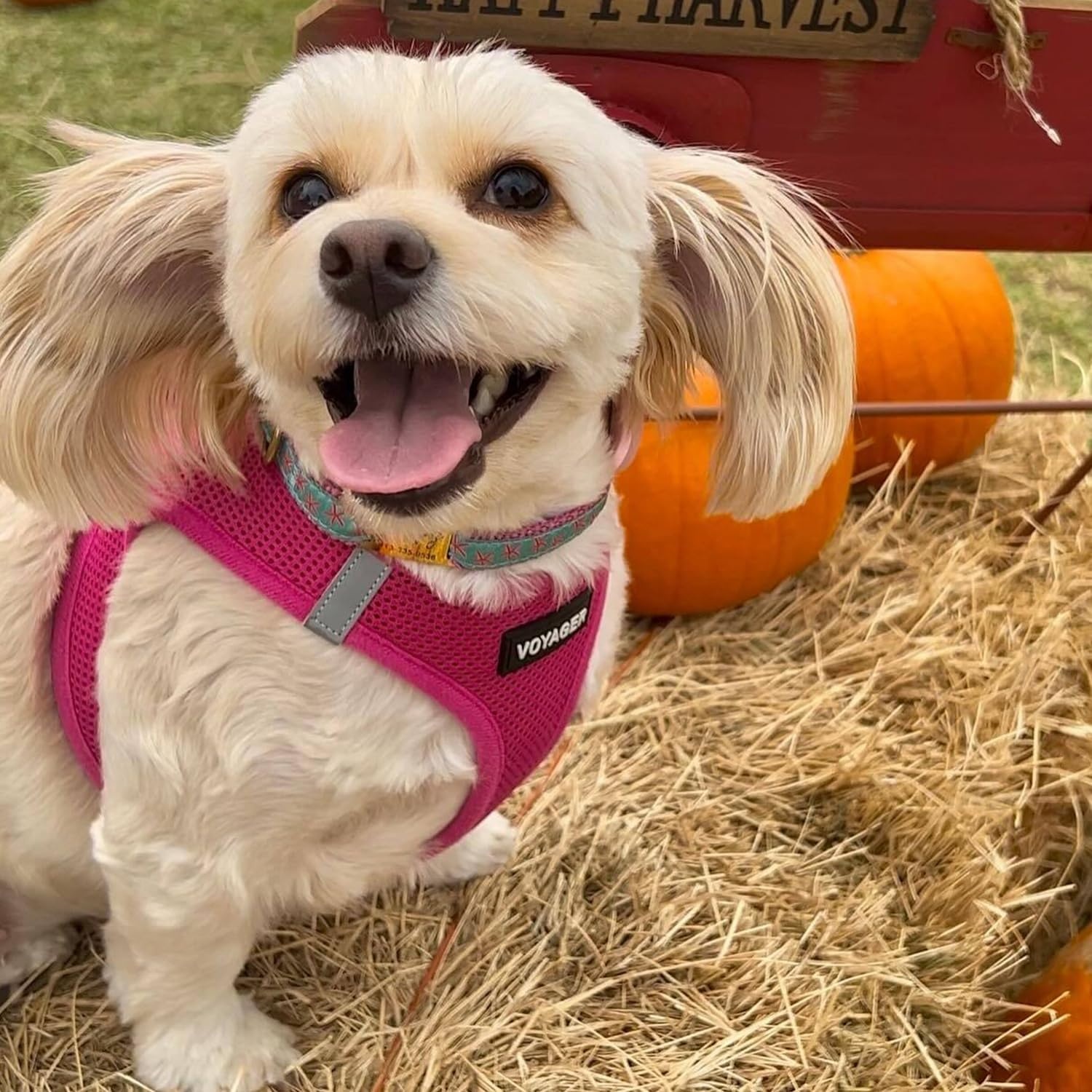 image:imageBest Pet Supplies Voyager Stepin Air Harness All Weather Mesh Reflective No Pull Harness for Dogs Cats Secure with Hook amp Loop Fastener Buckle Double DRings Fuchsia SHarness Fuchsia