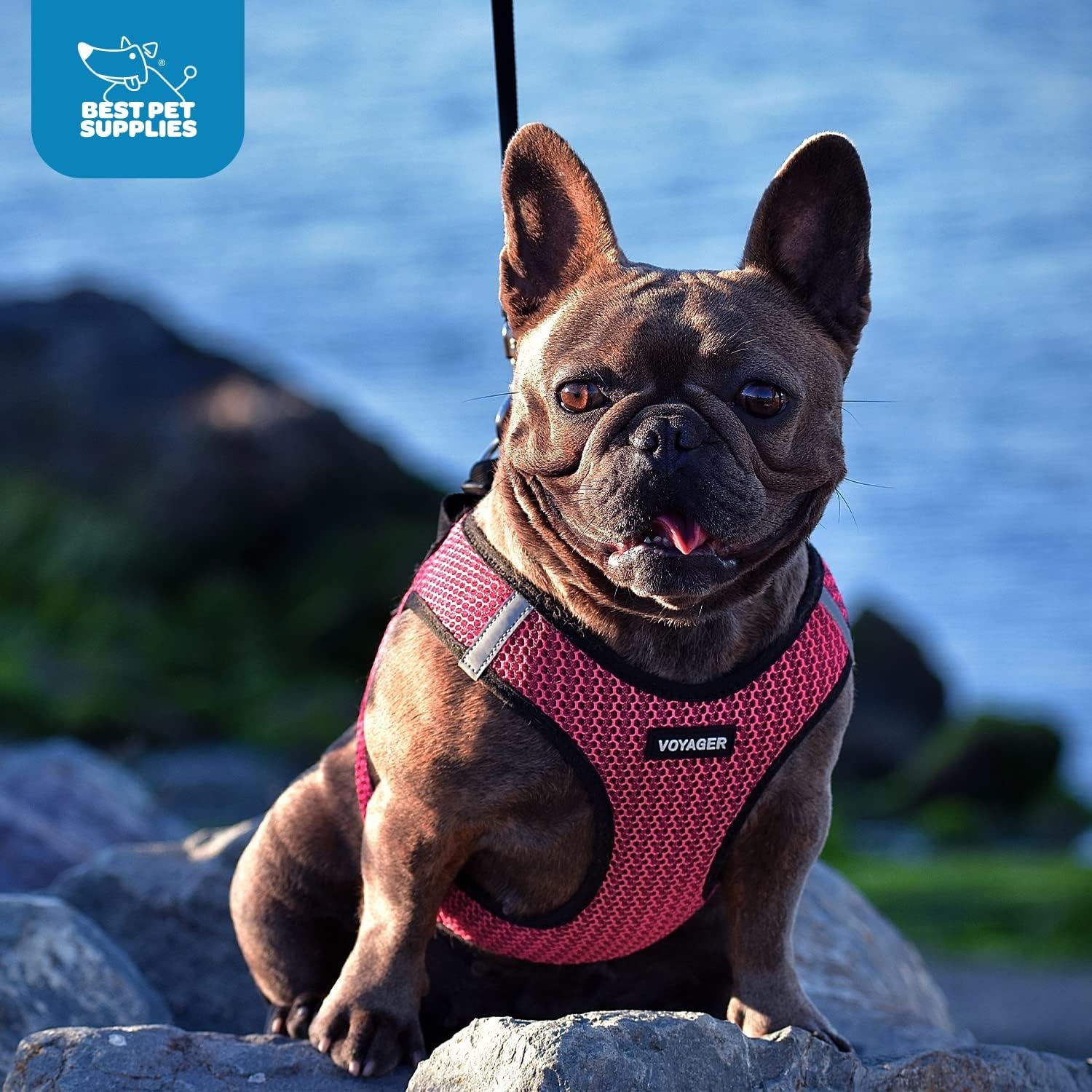 image:imageBest Pet Supplies Voyager Stepin Air Harness All Weather Mesh Reflective No Pull Harness for Dogs Cats Secure with Hook amp Loop Fastener Buckle Double DRings Fuchsia SHarness Blue