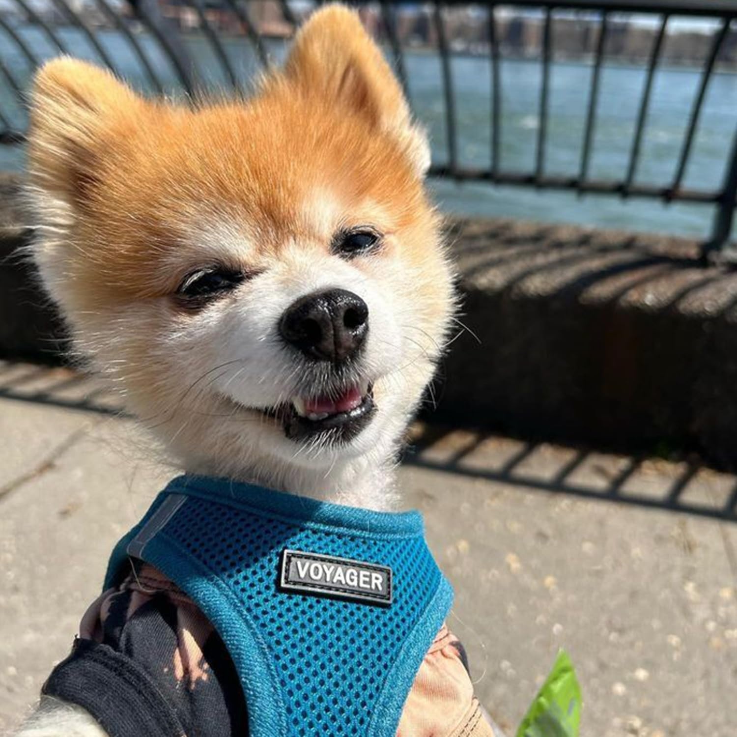 image:imageBest Pet Supplies Voyager Stepin Air Harness All Weather Mesh Reflective No Pull Harness for Dogs Cats Secure with Hook amp Loop Fastener Buckle Double DRings Fuchsia SHarness Turquoise