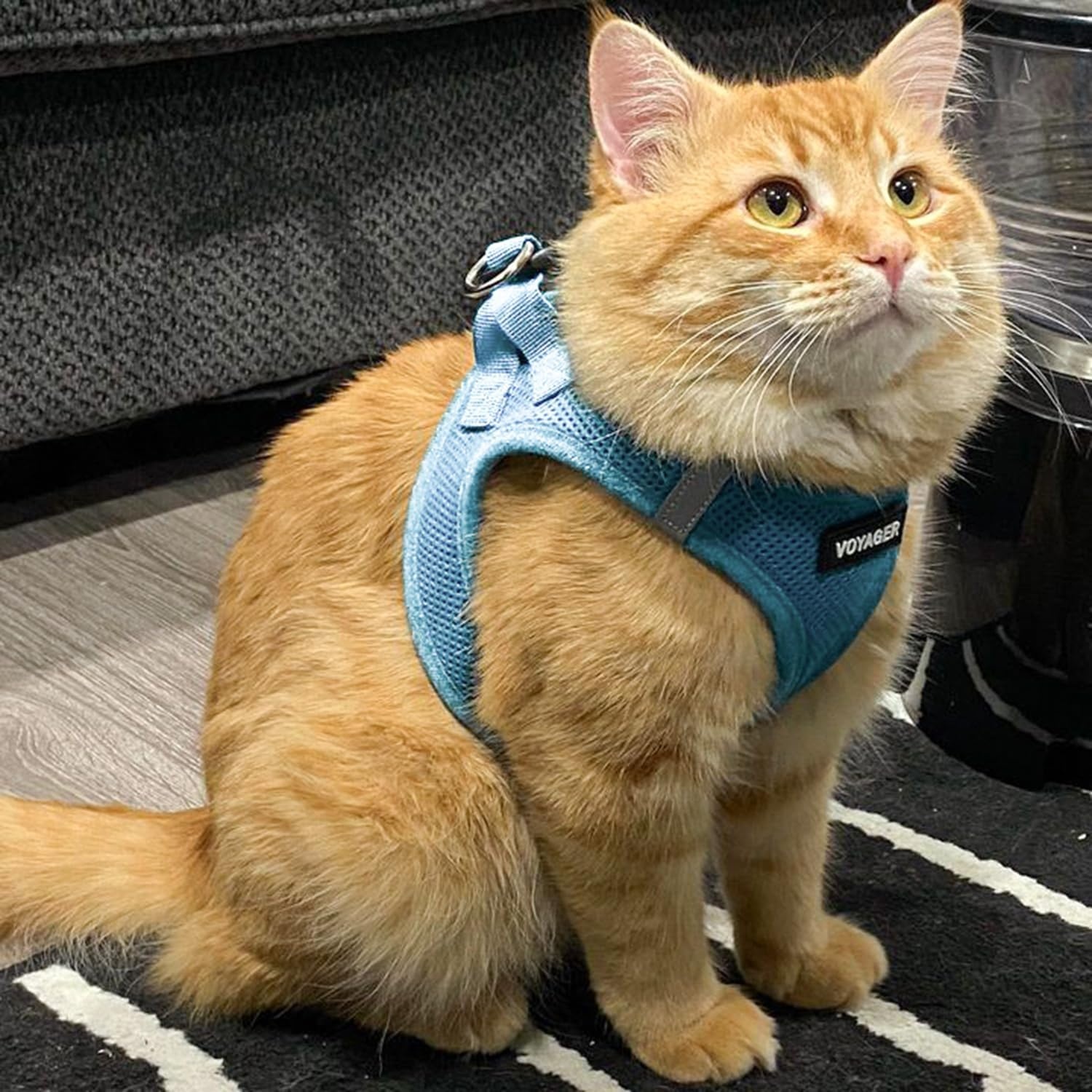image:imageBest Pet Supplies Voyager Stepin Air Harness All Weather Mesh Reflective No Pull Harness for Dogs Cats Secure with Hook amp Loop Fastener Buckle Double DRings Fuchsia SHarness Baby Blue