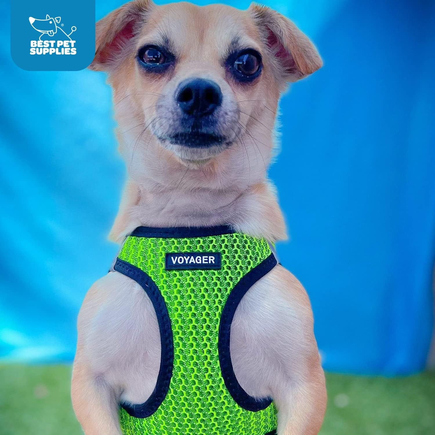 image:imageBest Pet Supplies Voyager Stepin Air Harness All Weather Mesh Reflective No Pull Harness for Dogs Cats Secure with Hook amp Loop Fastener Buckle Double DRings Fuchsia SHarness Lime Green 2Tone