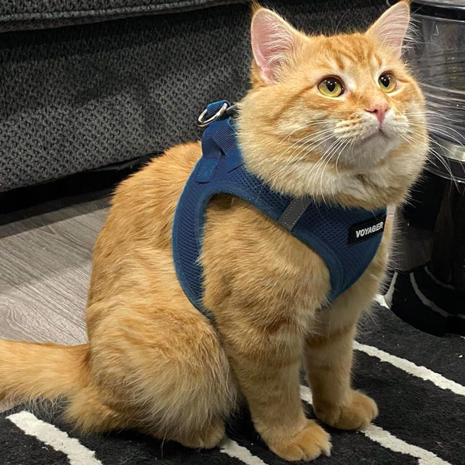 image:imageBest Pet Supplies Voyager Stepin Air Harness All Weather Mesh Reflective No Pull Harness for Dogs Cats Secure with Hook amp Loop Fastener Buckle Double DRings Fuchsia SHarness Blue