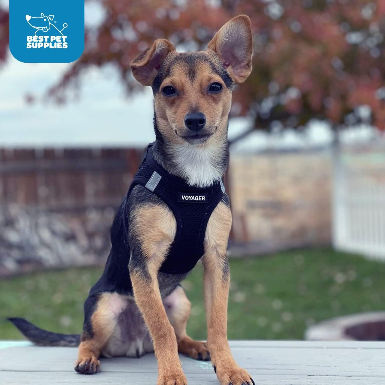 image:imageBest Pet Supplies Voyager Stepin Air Harness All Weather Mesh Reflective No Pull Harness for Dogs Cats Secure with Hook amp Loop Fastener Buckle Double DRings Fuchsia SHarness Black
