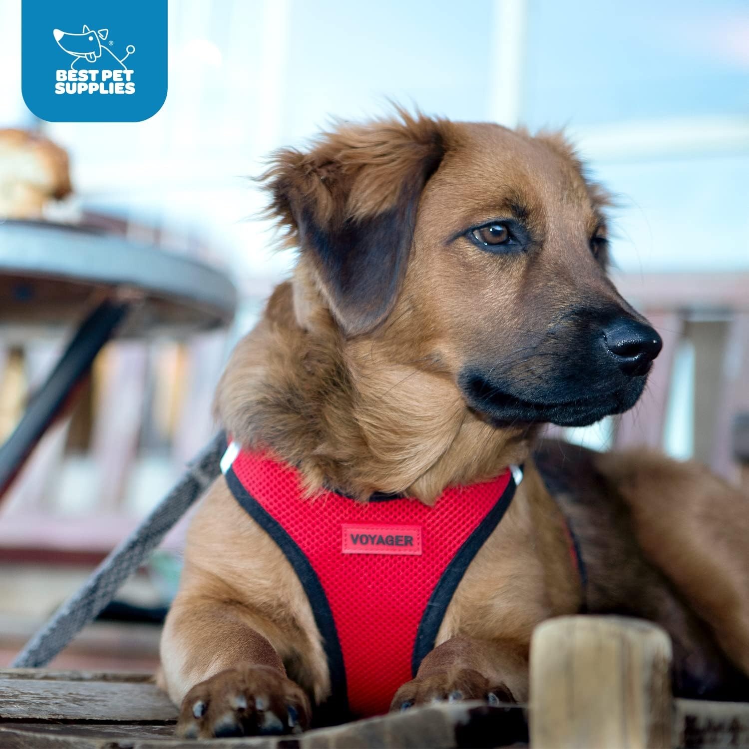image:imageBest Pet Supplies Voyager Stepin Air Harness All Weather Mesh Reflective No Pull Harness for Dogs Cats Secure with Hook amp Loop Fastener Buckle Double DRings Fuchsia SHarness Turquoise