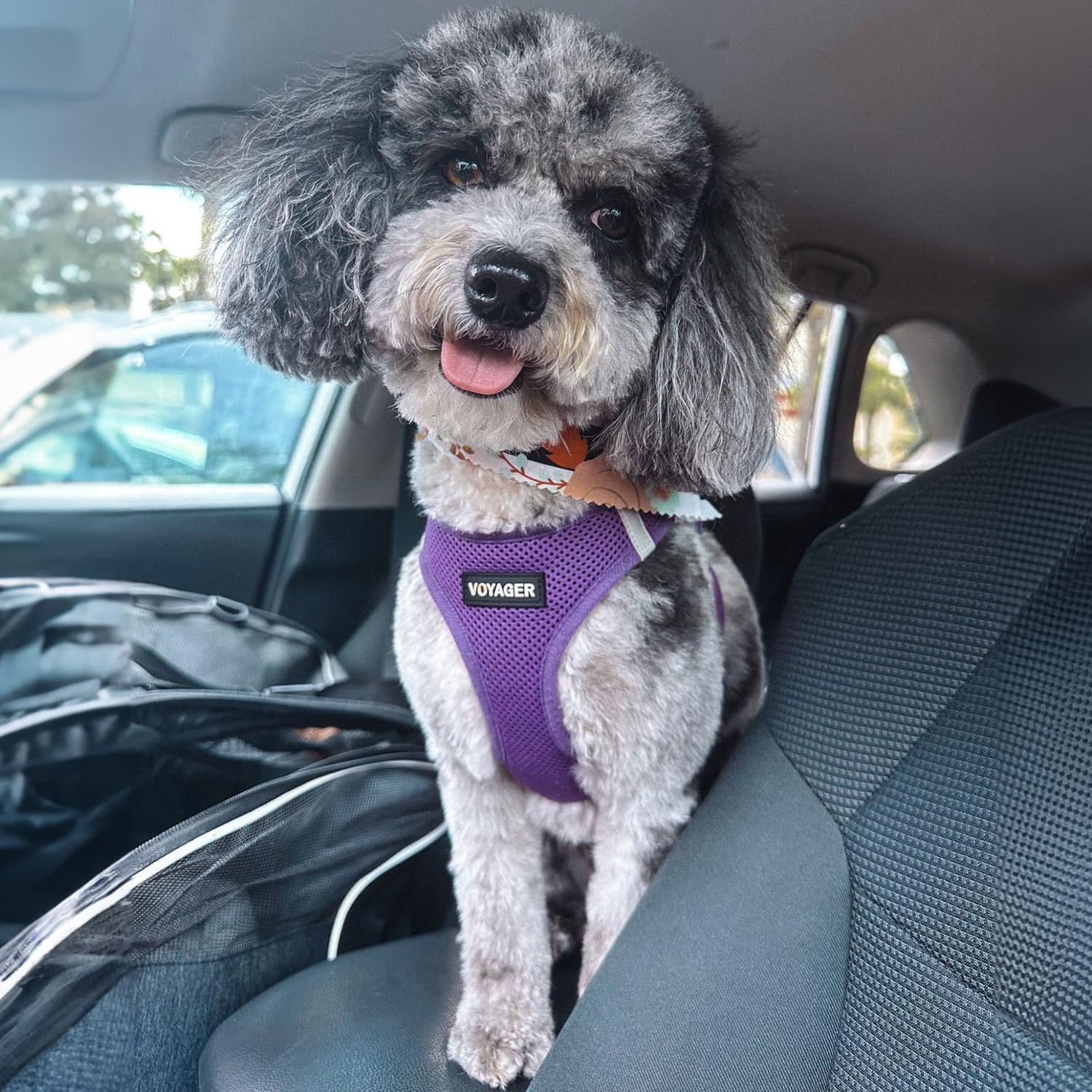 image:imageBest Pet Supplies Voyager Stepin Air Harness All Weather Mesh Reflective No Pull Harness for Dogs Cats Secure with Hook amp Loop Fastener Buckle Double DRings Fuchsia SHarness Purple