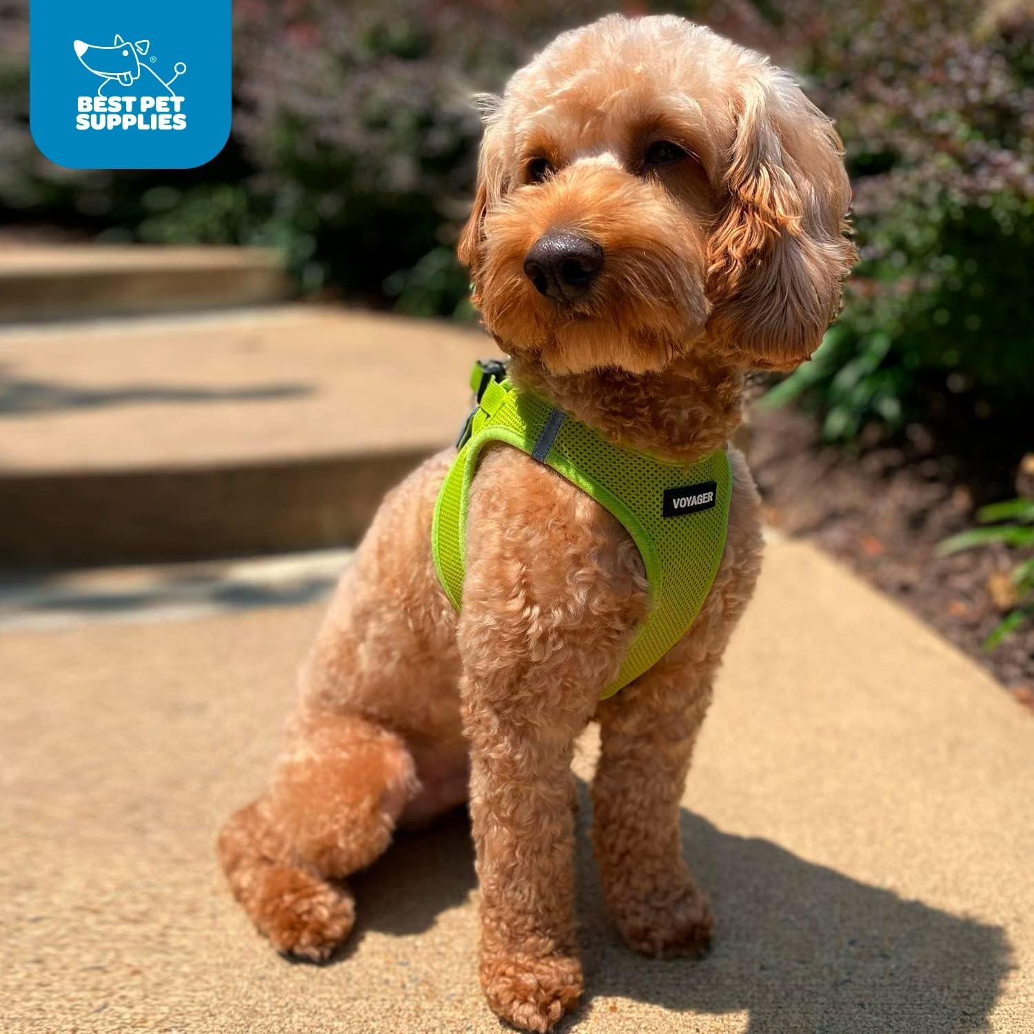 image:imageBest Pet Supplies Voyager Stepin Air Harness All Weather Mesh Reflective No Pull Harness for Dogs Cats Secure with Hook amp Loop Fastener Buckle Double DRings Fuchsia SHarness Lime Green