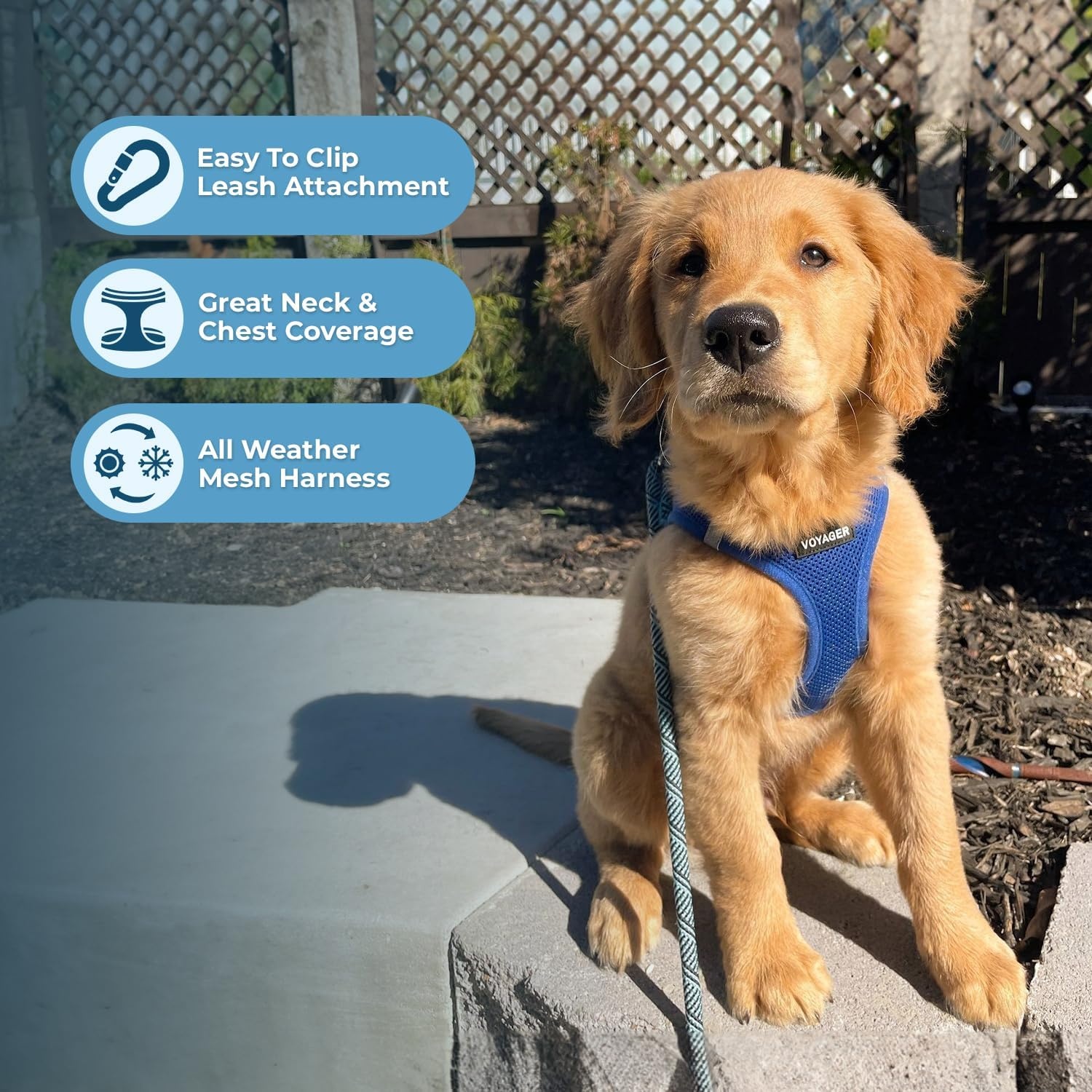 image:imageBest Pet Supplies Voyager Stepin Air Harness All Weather Mesh Reflective No Pull Harness for Dogs Cats Secure with Hook amp Loop Fastener Buckle Double DRings Fuchsia SHarness Royal Blue