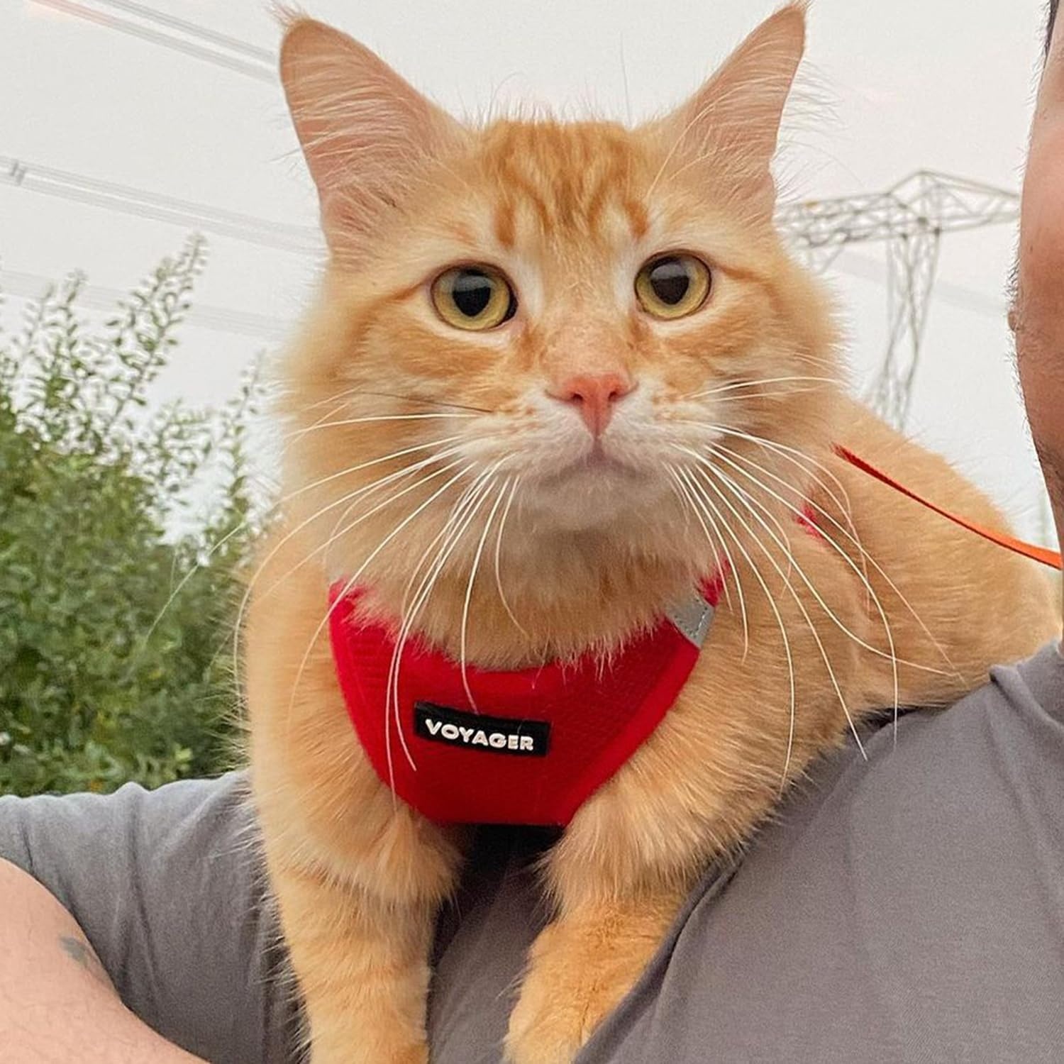 image:imageBest Pet Supplies Voyager Stepin Air Harness All Weather Mesh Reflective No Pull Harness for Dogs Cats Secure with Hook amp Loop Fastener Buckle Double DRings Fuchsia SHarness Red