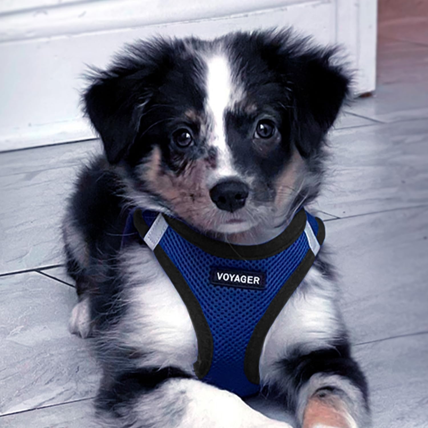 image:imageBest Pet Supplies Voyager Stepin Air Harness All Weather Mesh Reflective No Pull Harness for Dogs Cats Secure with Hook amp Loop Fastener Buckle Double DRings Fuchsia SHarness Royal BlueBlack Trim