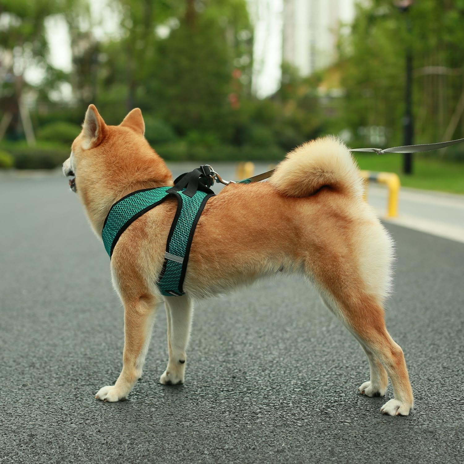 image:imageBest Pet Supplies Voyager Stepin Air Harness All Weather Mesh Reflective No Pull Harness for Dogs Cats Secure with Hook amp Loop Fastener Buckle Double DRings Fuchsia SHarness Turquoise 2Tone
