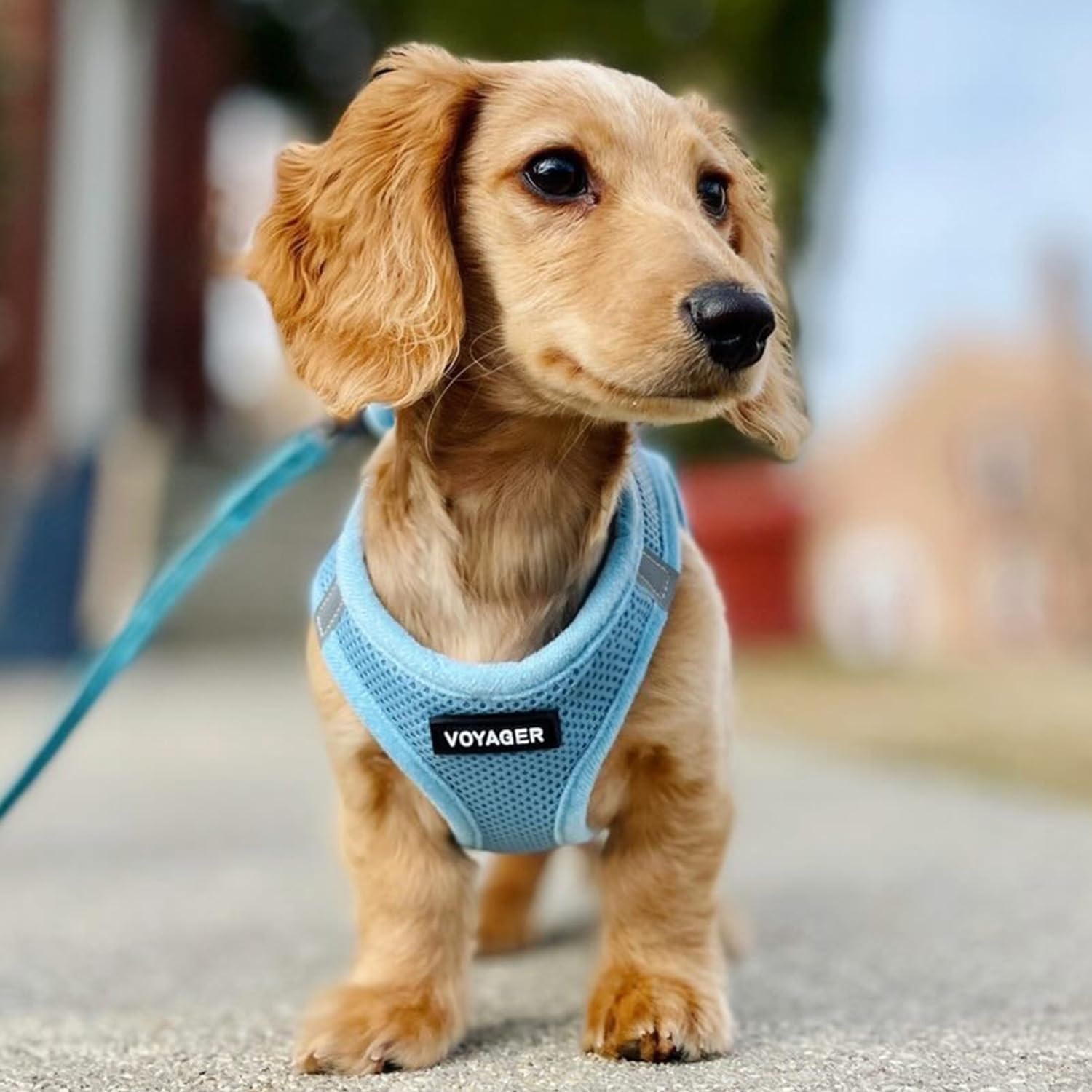 image:imageBest Pet Supplies Voyager Stepin Air Harness All Weather Mesh Reflective No Pull Harness for Dogs Cats Secure with Hook amp Loop Fastener Buckle Double DRings Fuchsia SHarness Baby Blue