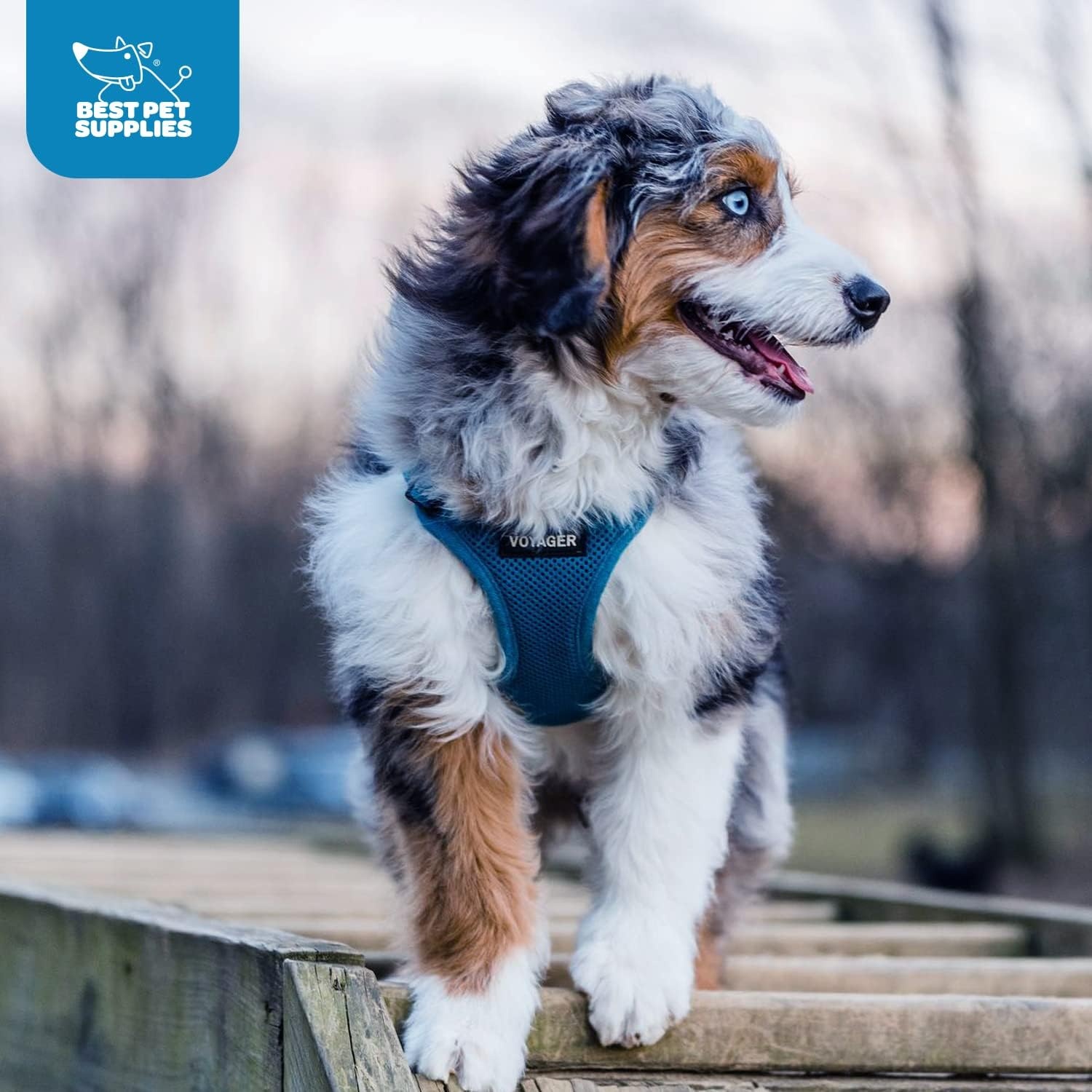image:imageBest Pet Supplies Voyager Stepin Air Harness All Weather Mesh Reflective No Pull Harness for Dogs Cats Secure with Hook amp Loop Fastener Buckle Double DRings Fuchsia SHarness Blue