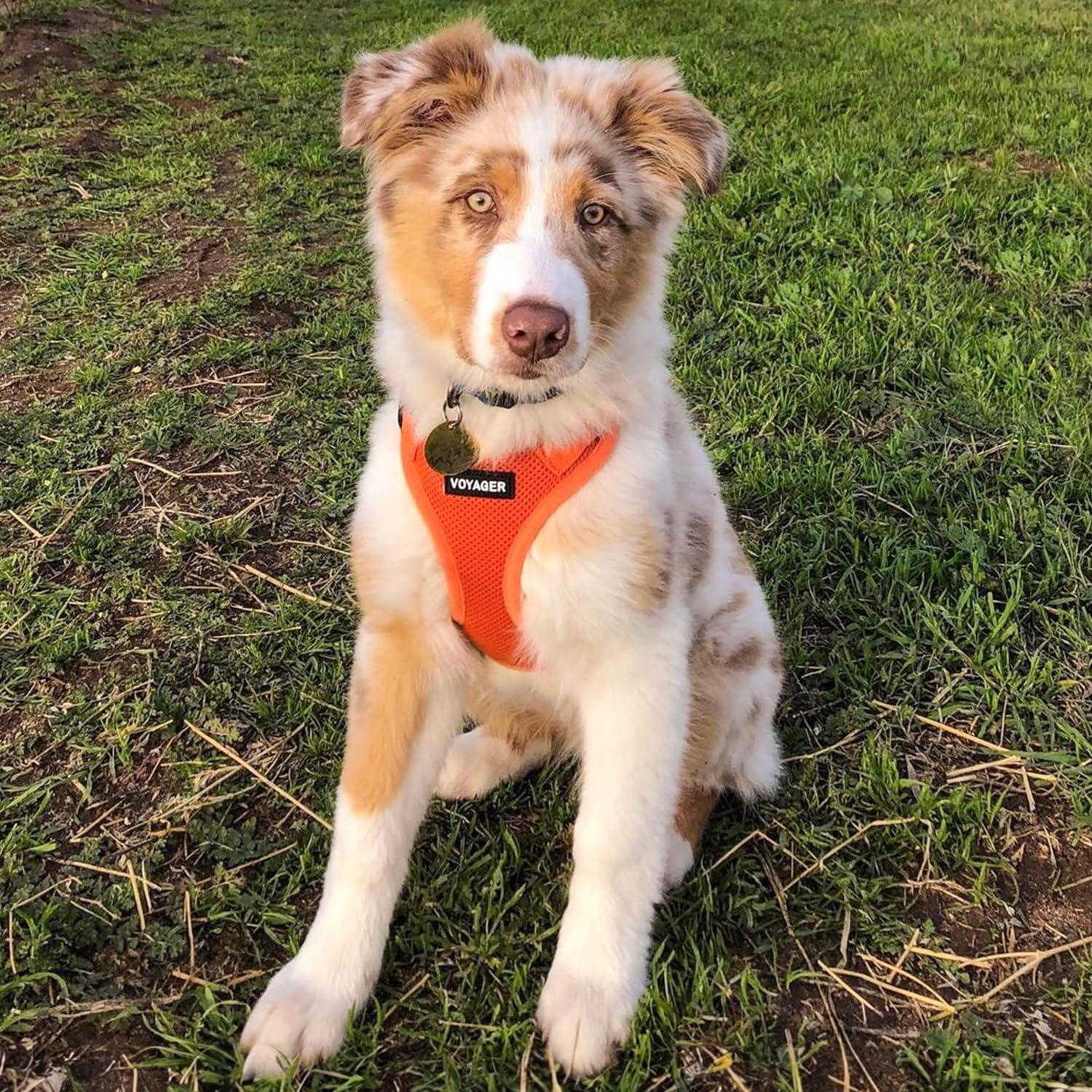 image:imageBest Pet Supplies Voyager Stepin Air Harness All Weather Mesh Reflective No Pull Harness for Dogs Cats Secure with Hook amp Loop Fastener Buckle Double DRings Fuchsia SHarness Orange