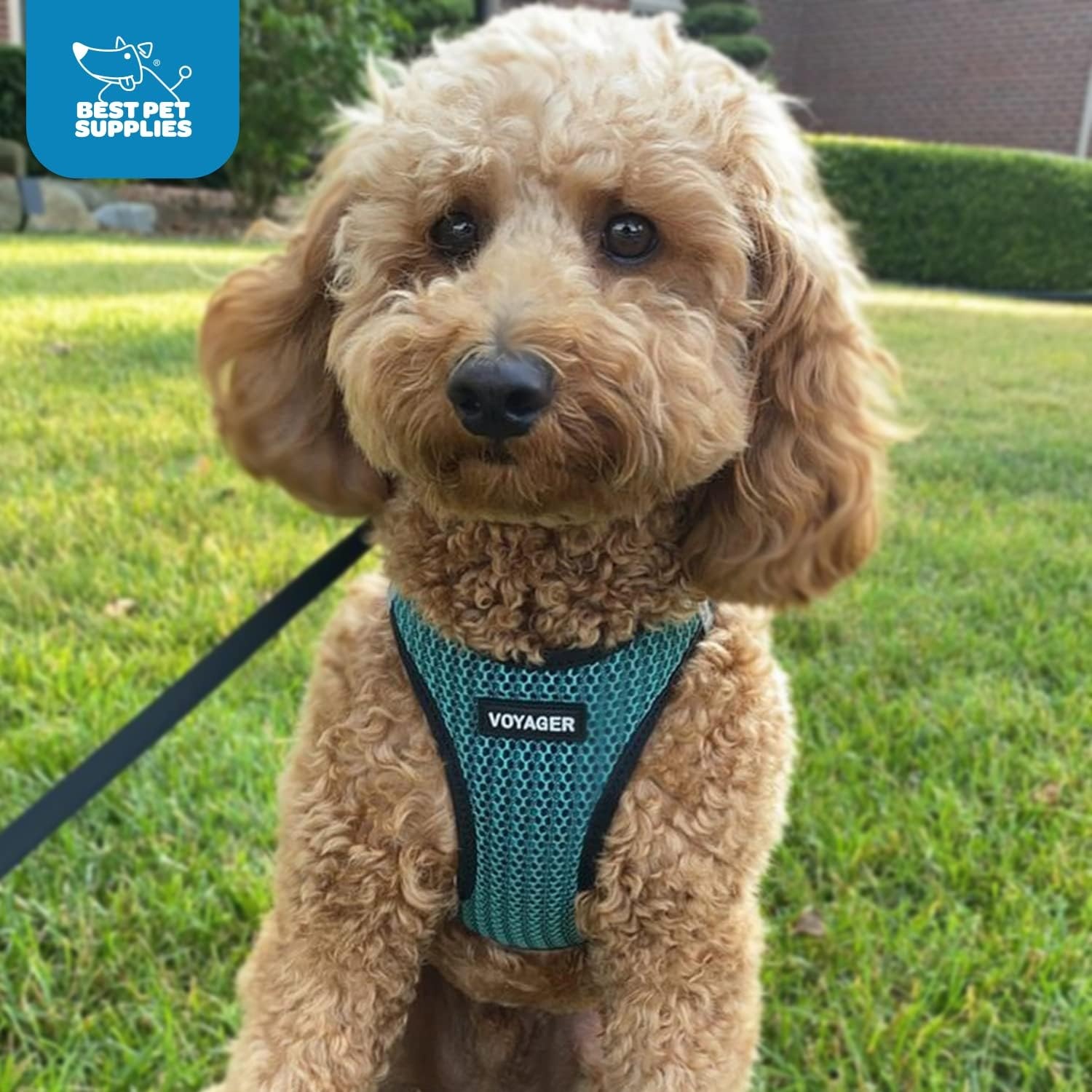 image:imageBest Pet Supplies Voyager Stepin Air Harness All Weather Mesh Reflective No Pull Harness for Dogs Cats Secure with Hook amp Loop Fastener Buckle Double DRings Fuchsia SHarness Turquoise 2Tone