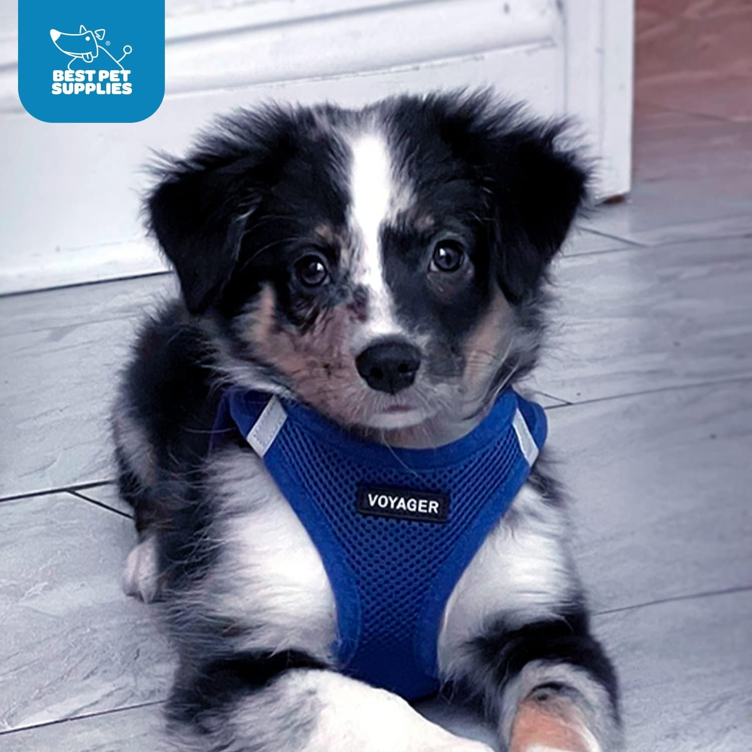 image:imageBest Pet Supplies Voyager Stepin Air Harness All Weather Mesh Reflective No Pull Harness for Dogs Cats Secure with Hook amp Loop Fastener Buckle Double DRings Fuchsia SHarness Royal Blue