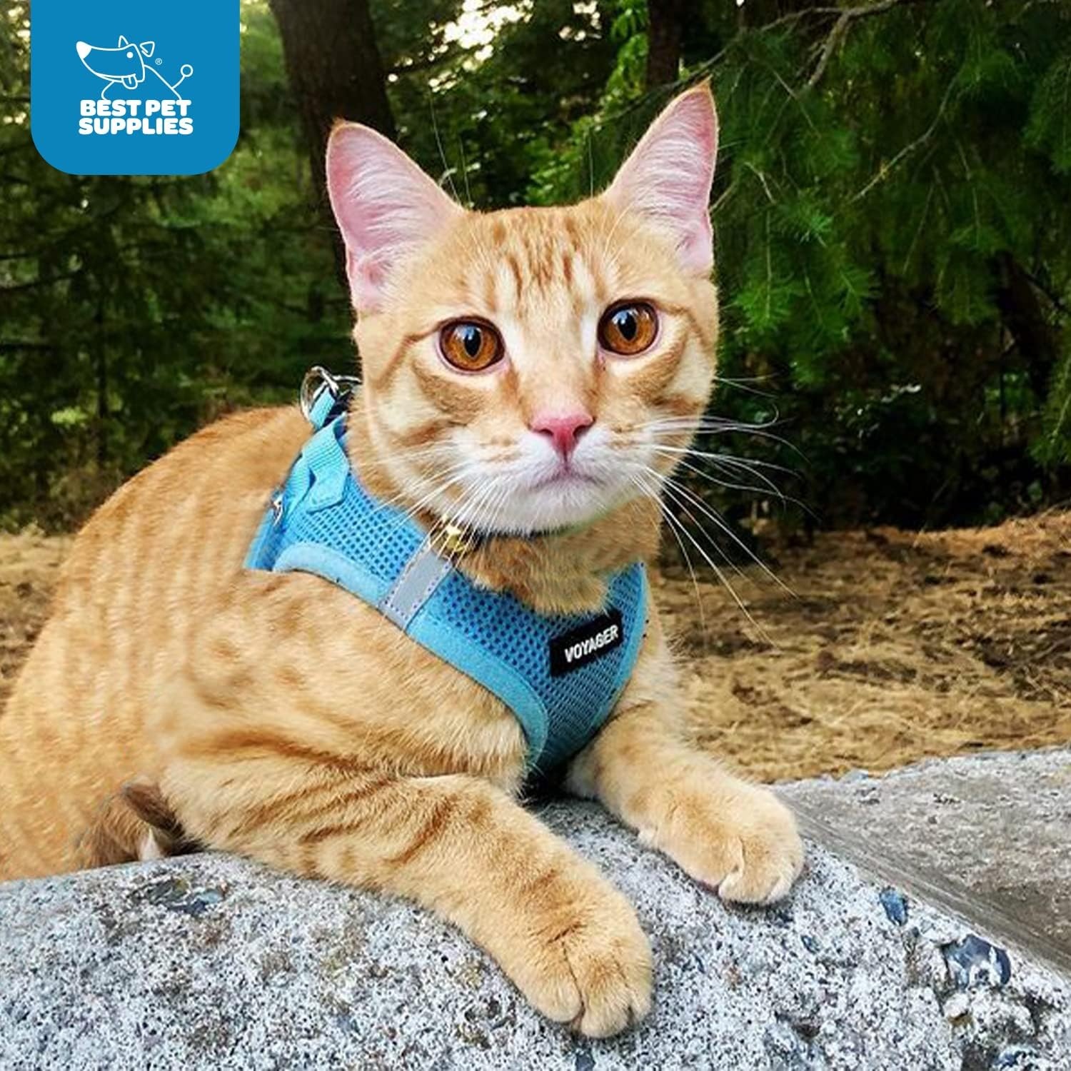 image:imageBest Pet Supplies Voyager Stepin Air Harness All Weather Mesh Reflective No Pull Harness for Dogs Cats Secure with Hook amp Loop Fastener Buckle Double DRings Fuchsia SHarness Baby Blue