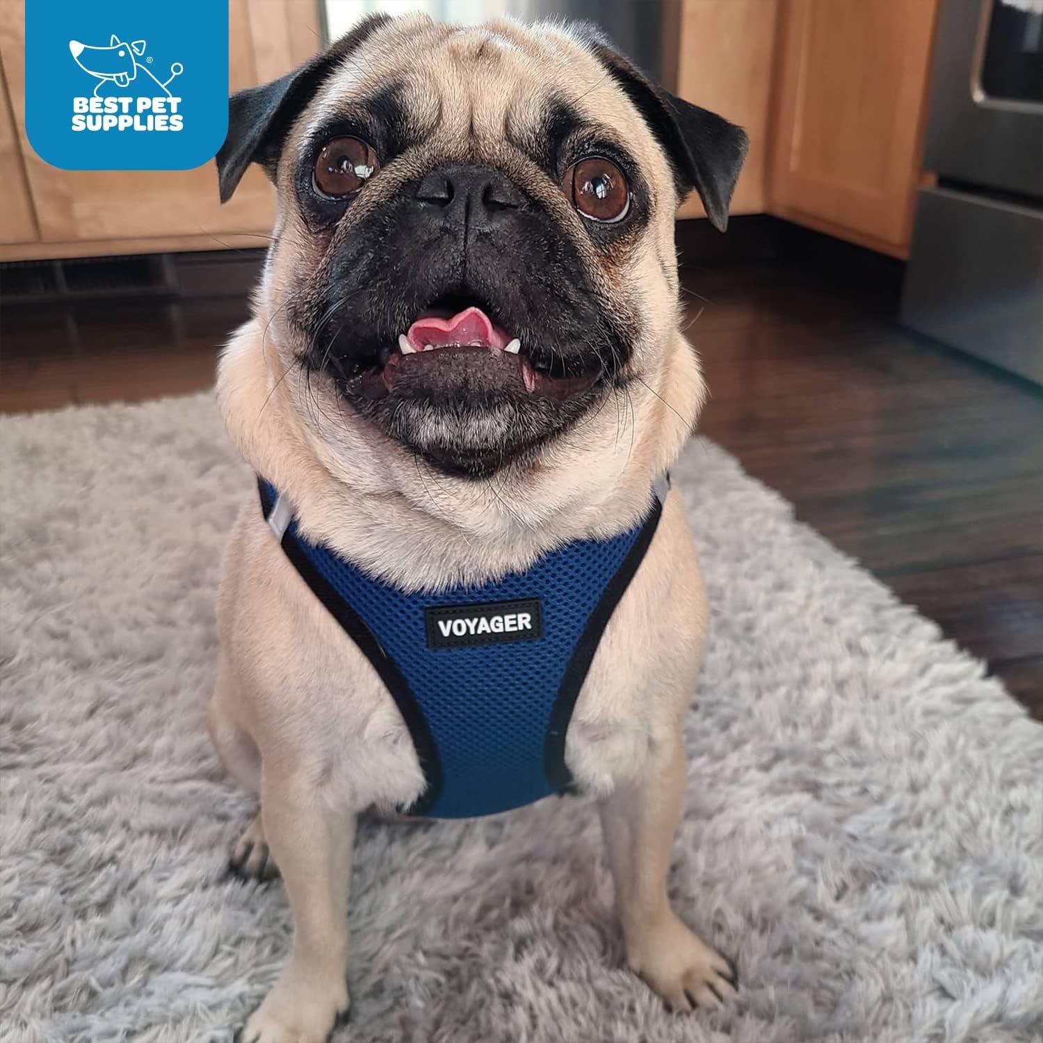 image:imageBest Pet Supplies Voyager Stepin Air Harness All Weather Mesh Reflective No Pull Harness for Dogs Cats Secure with Hook amp Loop Fastener Buckle Double DRings Fuchsia SHarness Royal BlueBlack Trim