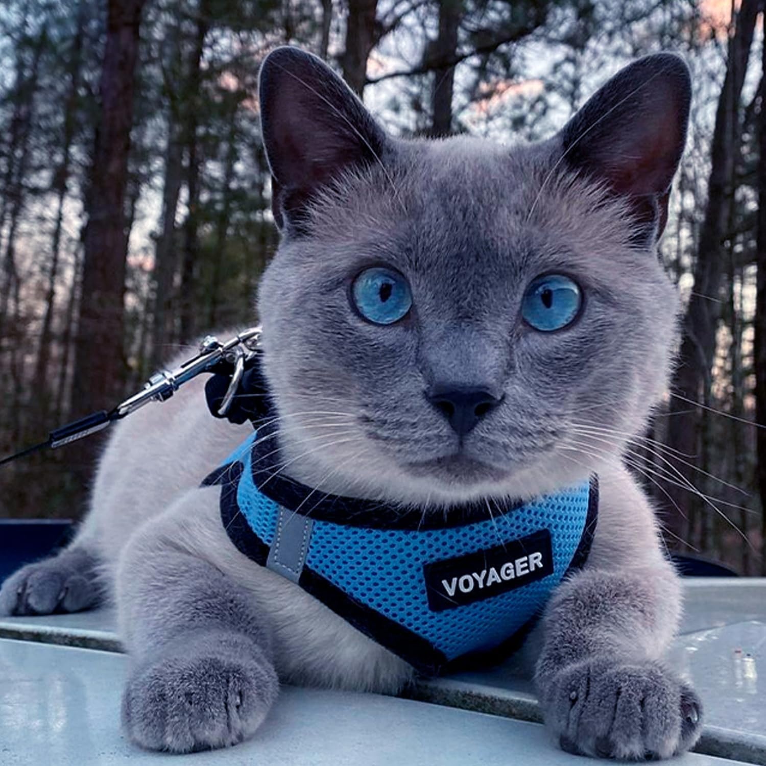image:imageBest Pet Supplies Voyager Stepin Air Harness All Weather Mesh Reflective No Pull Harness for Dogs Cats Secure with Hook amp Loop Fastener Buckle Double DRings Fuchsia SHarness Baby BlueBlack Trim