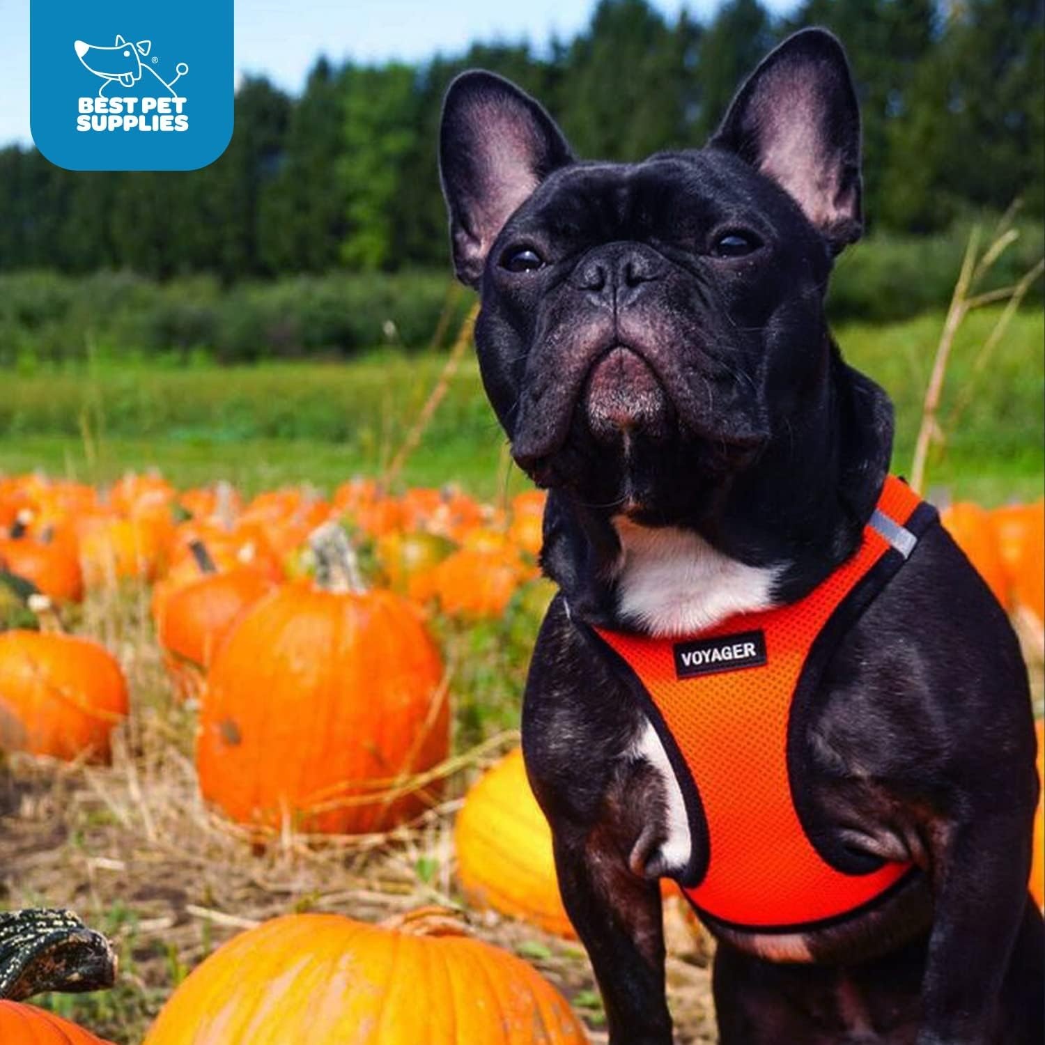 image:imageBest Pet Supplies Voyager Stepin Air Harness All Weather Mesh Reflective No Pull Harness for Dogs Cats Secure with Hook amp Loop Fastener Buckle Double DRings Fuchsia SHarness OrangeBlack Trim