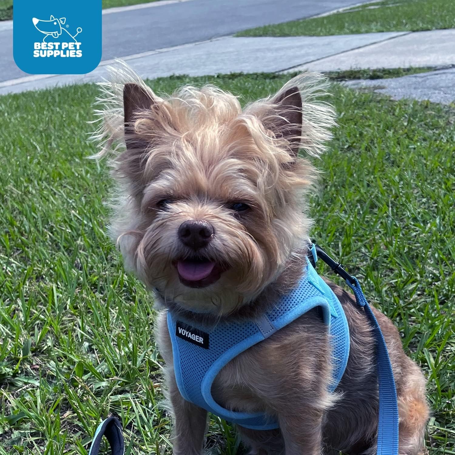 image:imageBest Pet Supplies Voyager Stepin Air Harness All Weather Mesh Reflective No Pull Harness for Dogs Cats Secure with Hook amp Loop Fastener Buckle Double DRings Fuchsia SHarness Baby Blue