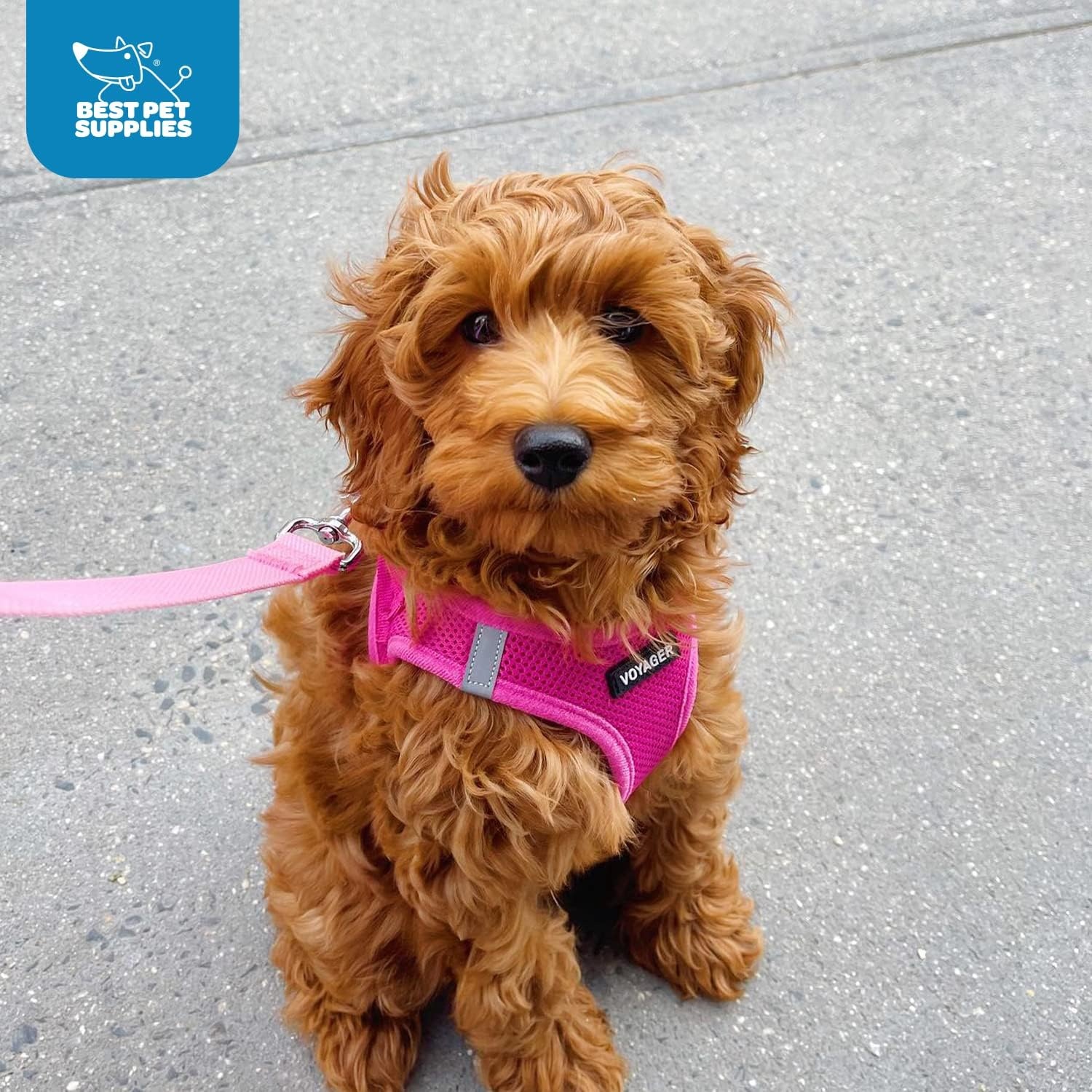 image:imageBest Pet Supplies Voyager Stepin Air Harness All Weather Mesh Reflective No Pull Harness for Dogs Cats Secure with Hook amp Loop Fastener Buckle Double DRings Fuchsia SHarness Fuchsia
