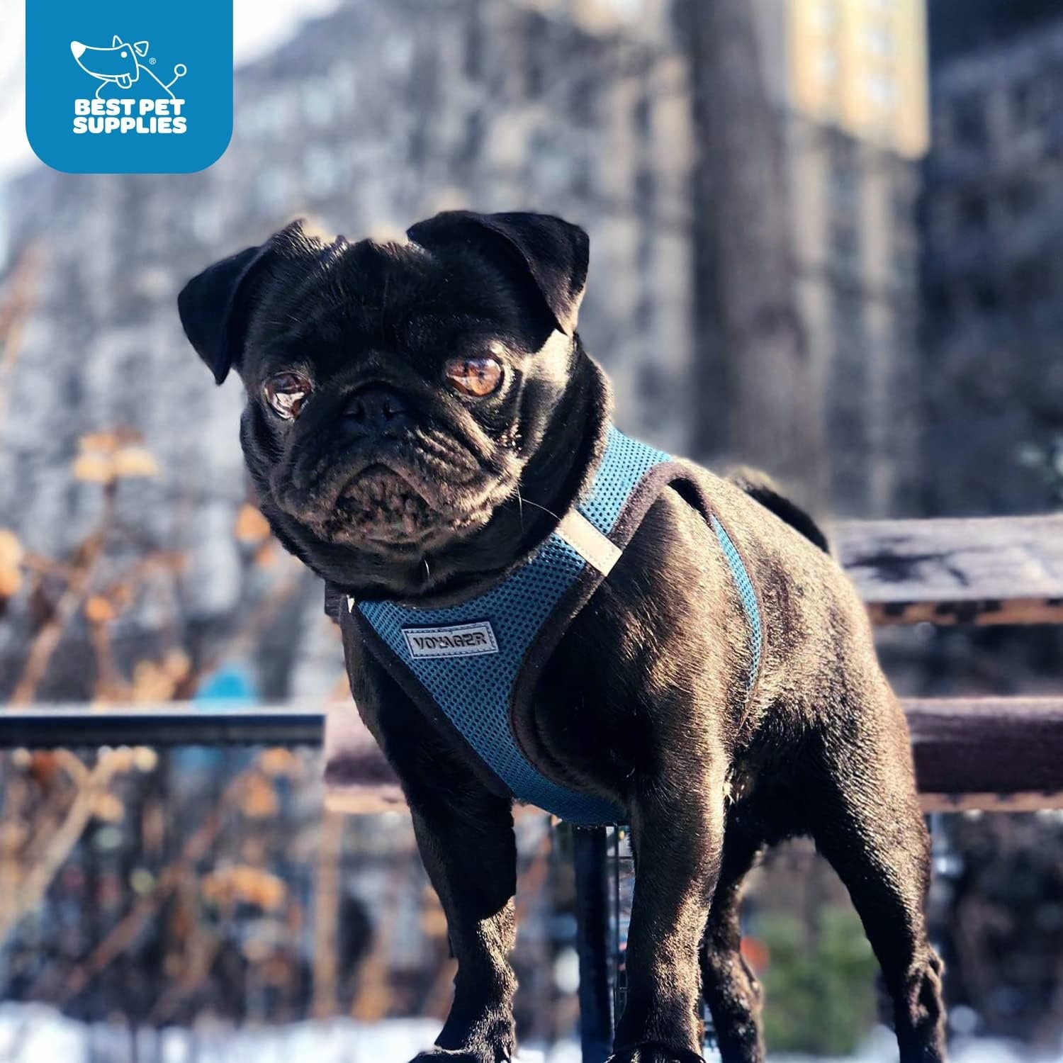 image:imageBest Pet Supplies Voyager Stepin Air Harness All Weather Mesh Reflective No Pull Harness for Dogs Cats Secure with Hook amp Loop Fastener Buckle Double DRings Fuchsia SHarness BlueBlack Trim