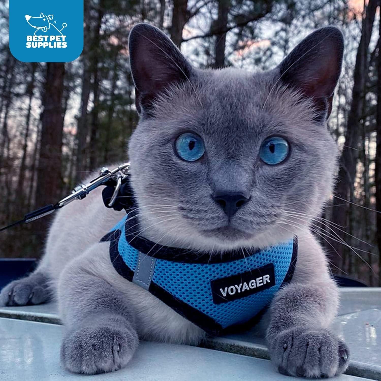 image:imageBest Pet Supplies Voyager Stepin Air Harness All Weather Mesh Reflective No Pull Harness for Dogs Cats Secure with Hook amp Loop Fastener Buckle Double DRings Fuchsia SHarness Baby BlueBlack Trim