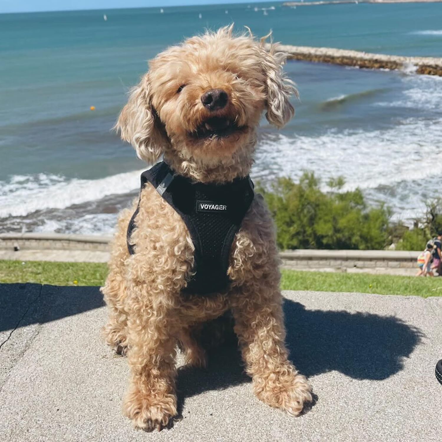 image:imageBest Pet Supplies Voyager Stepin Air Harness All Weather Mesh Reflective No Pull Harness for Dogs Cats Secure with Hook amp Loop Fastener Buckle Double DRings Fuchsia SHarness Black