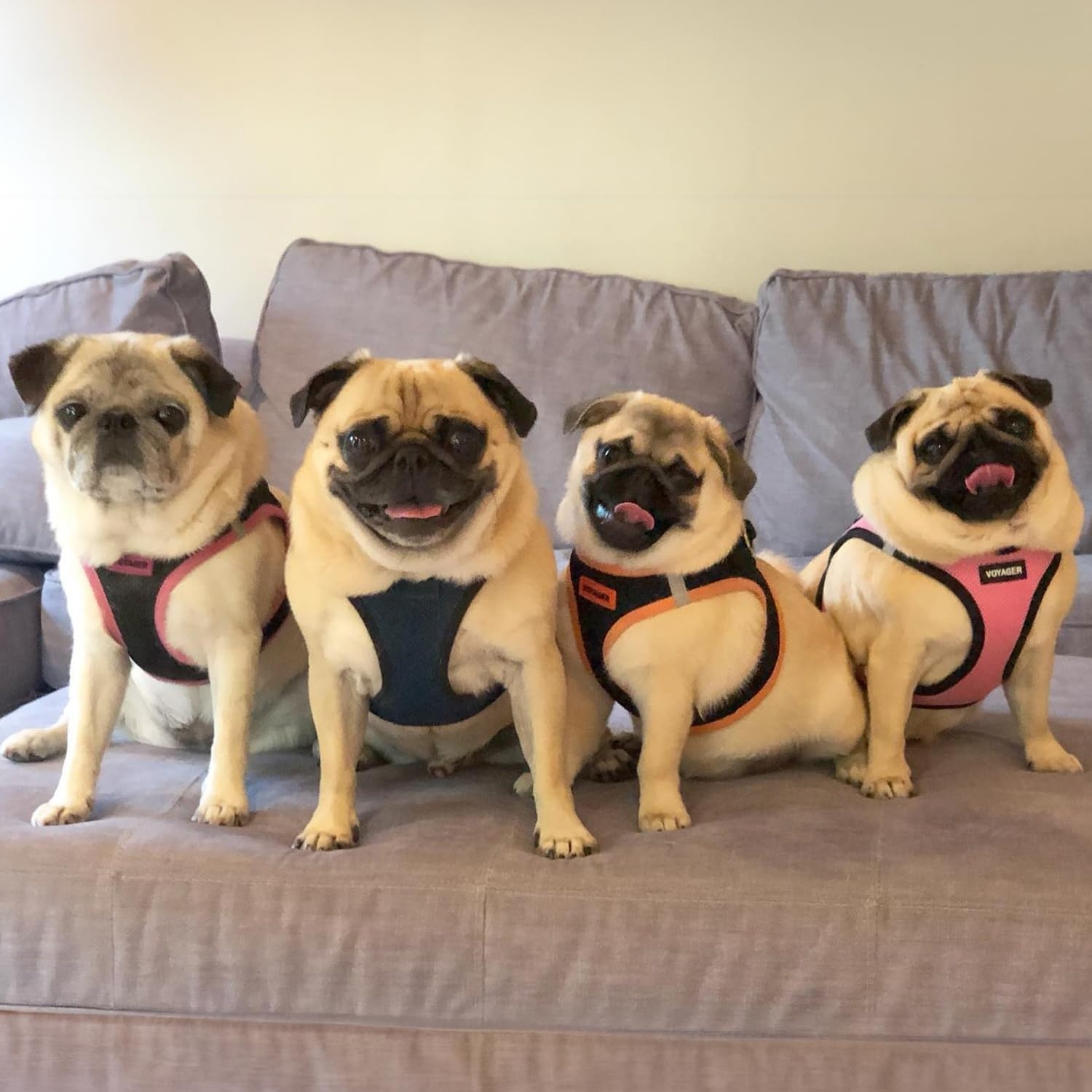 image:imageBest Pet Supplies Voyager Stepin Air Harness All Weather Mesh Reflective No Pull Harness for Dogs Cats Secure with Hook amp Loop Fastener Buckle Double DRings Fuchsia SHarness BlueBlack Trim