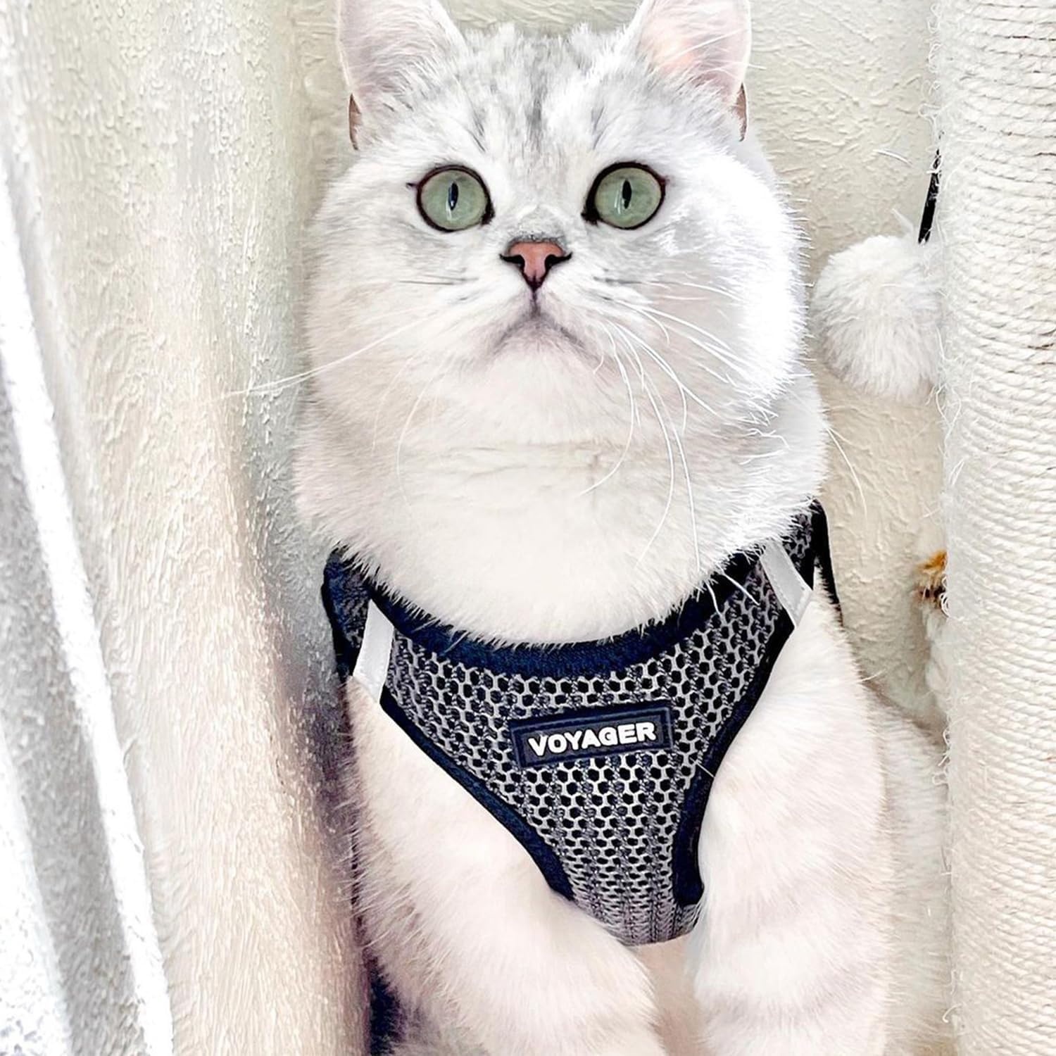 image:imageBest Pet Supplies Voyager Stepin Air Harness All Weather Mesh Reflective No Pull Harness for Dogs Cats Secure with Hook amp Loop Fastener Buckle Double DRings Fuchsia SHarness Gray 2Tone