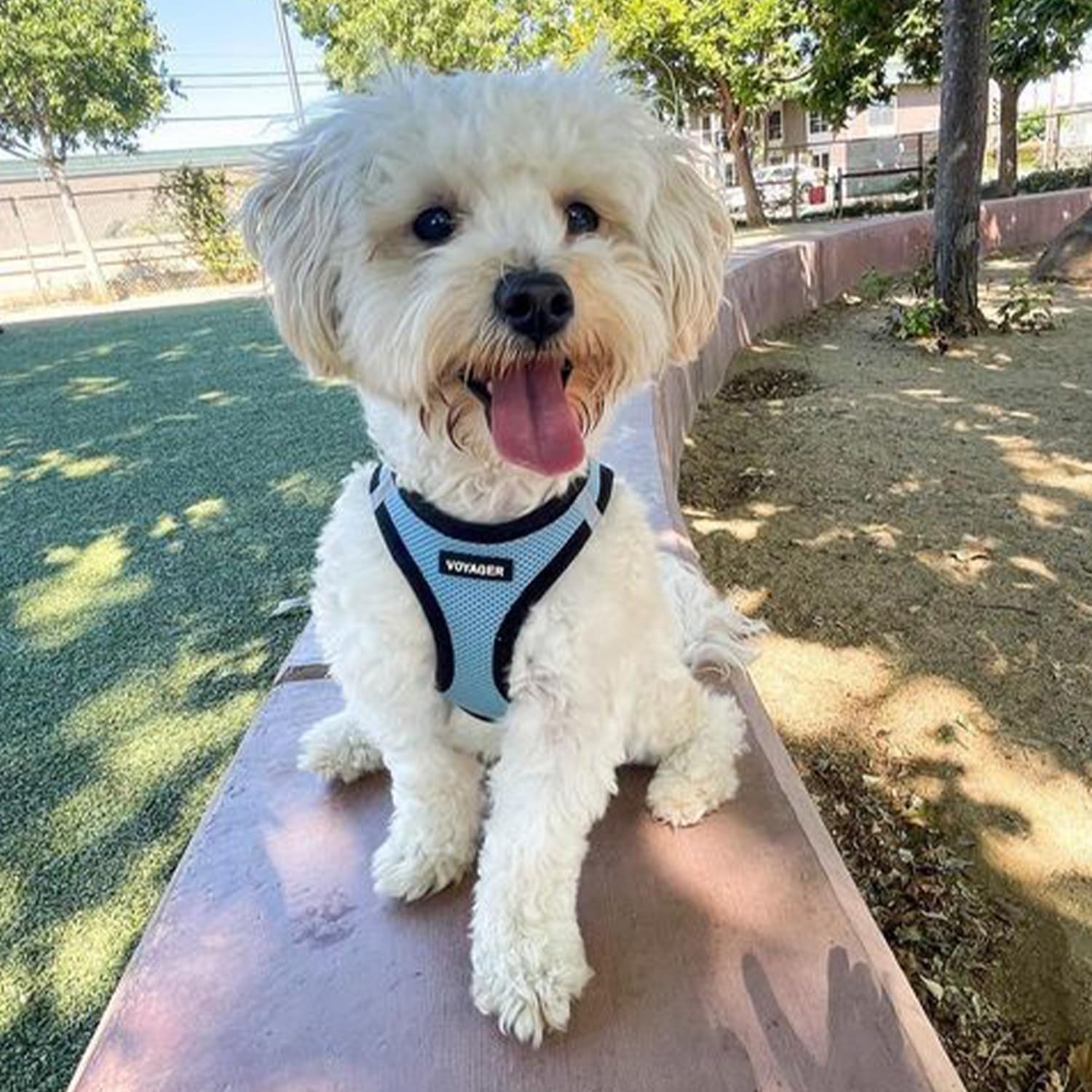 image:imageBest Pet Supplies Voyager Stepin Air Harness All Weather Mesh Reflective No Pull Harness for Dogs Cats Secure with Hook amp Loop Fastener Buckle Double DRings Fuchsia SHarness Baby BlueBlack Trim
