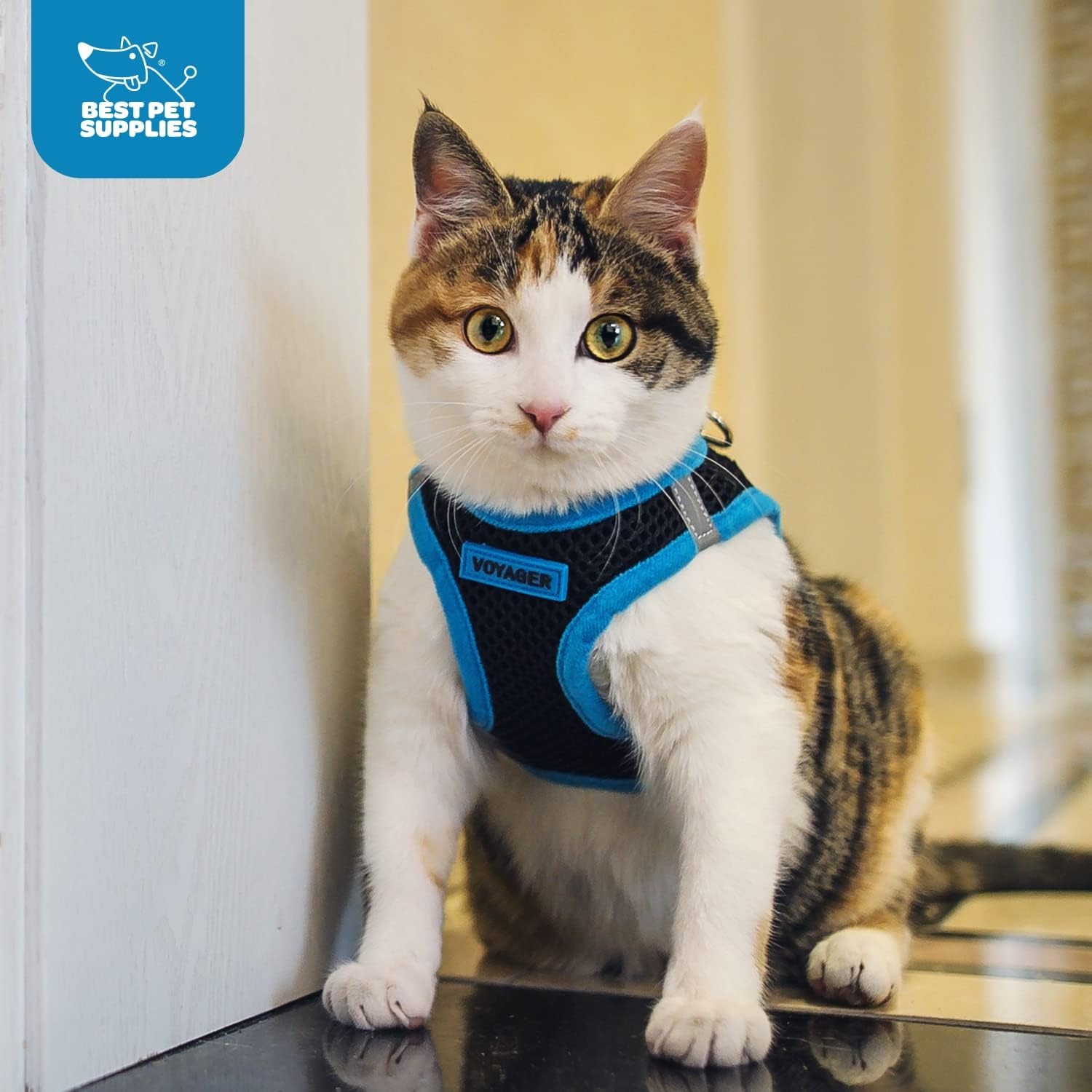 image:imageBest Pet Supplies Voyager Stepin Air Harness All Weather Mesh Reflective No Pull Harness for Dogs Cats Secure with Hook amp Loop Fastener Buckle Double DRings Fuchsia SHarness Blue