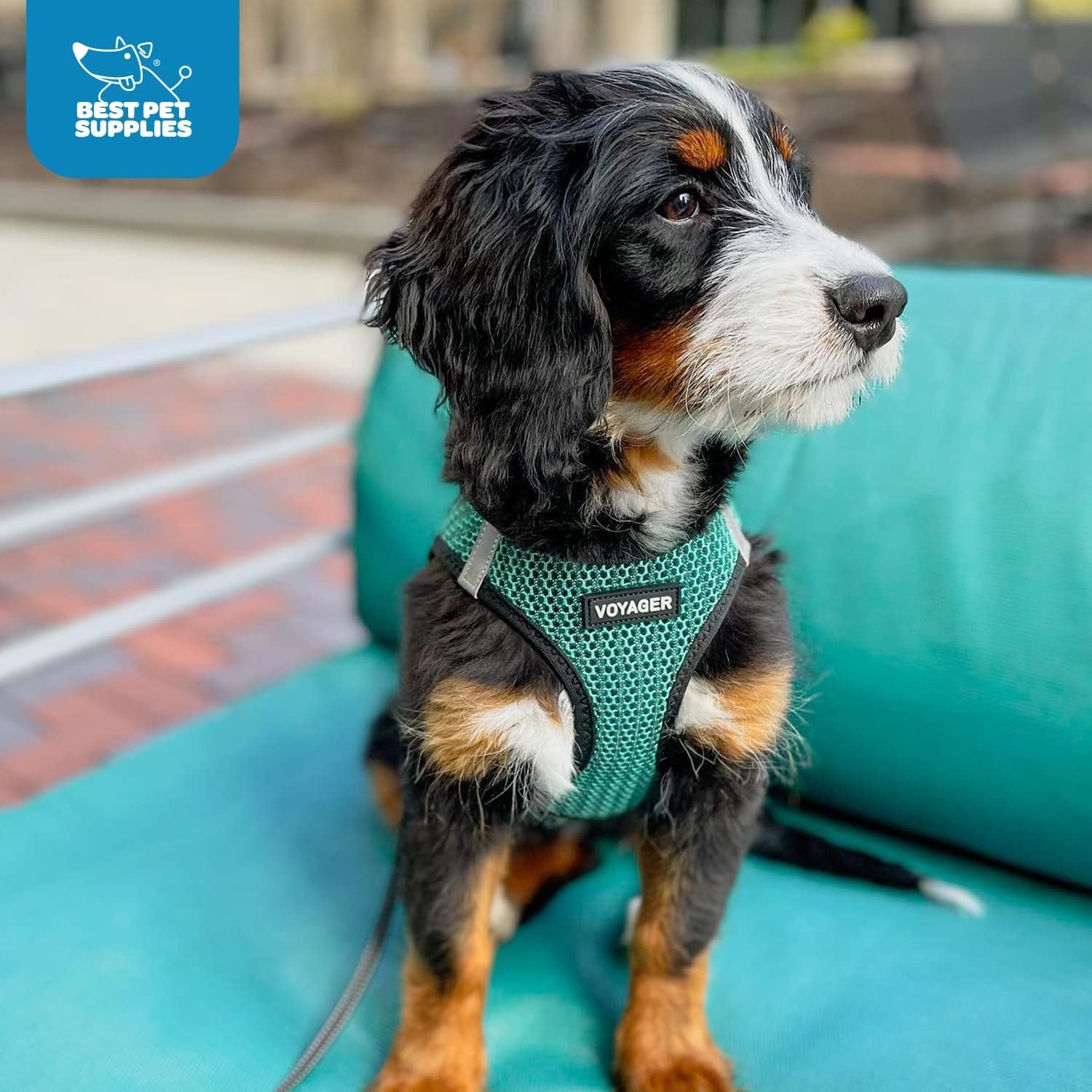 image:imageBest Pet Supplies Voyager Stepin Air Harness All Weather Mesh Reflective No Pull Harness for Dogs Cats Secure with Hook amp Loop Fastener Buckle Double DRings Fuchsia SHarness Turquoise 2Tone