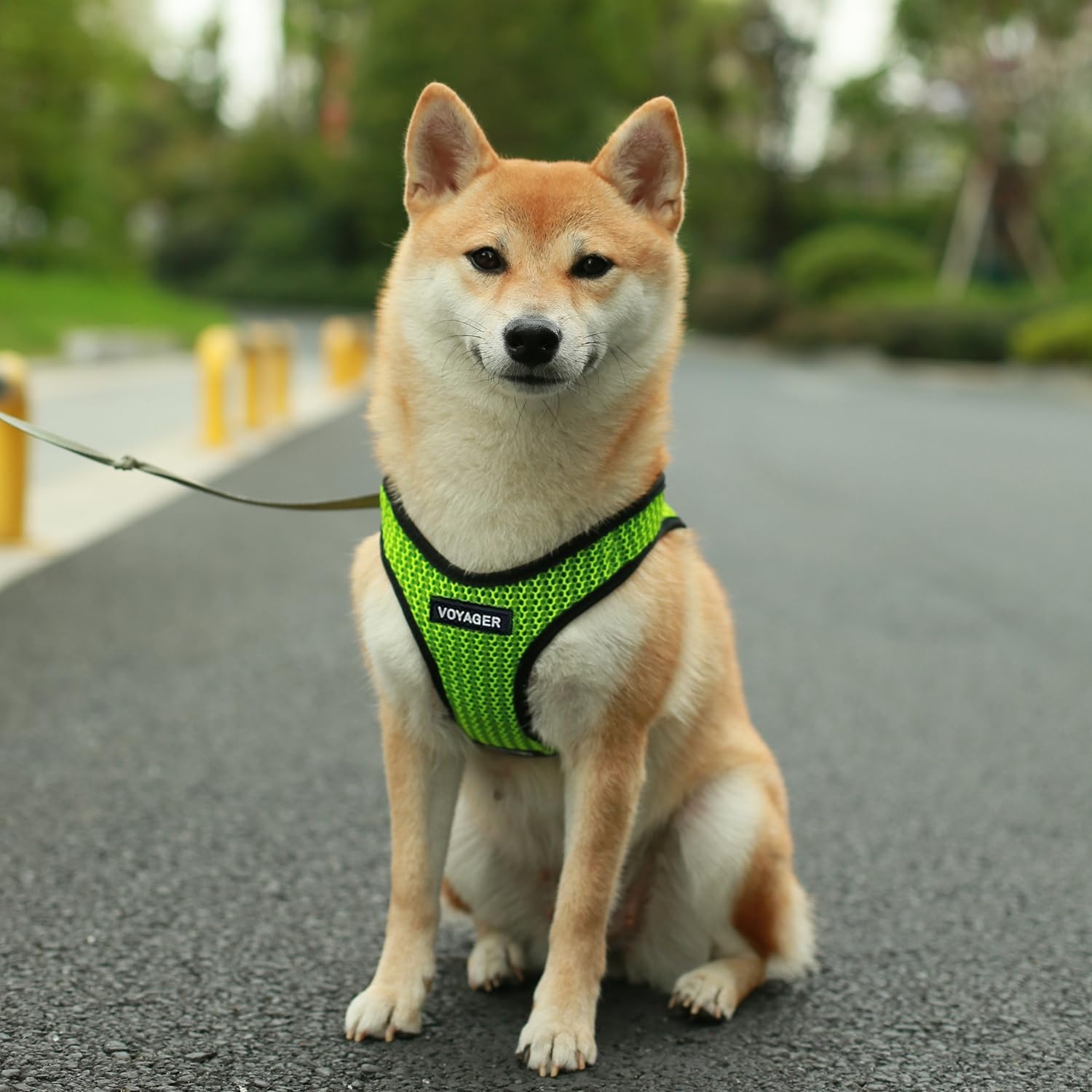 image:imageBest Pet Supplies Voyager Stepin Air Harness All Weather Mesh Reflective No Pull Harness for Dogs Cats Secure with Hook amp Loop Fastener Buckle Double DRings Fuchsia SHarness Lime Green 2Tone