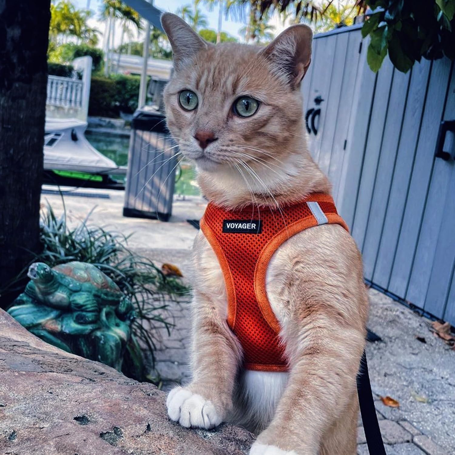 image:imageBest Pet Supplies Voyager Stepin Air Harness All Weather Mesh Reflective No Pull Harness for Dogs Cats Secure with Hook amp Loop Fastener Buckle Double DRings Fuchsia SHarness Orange