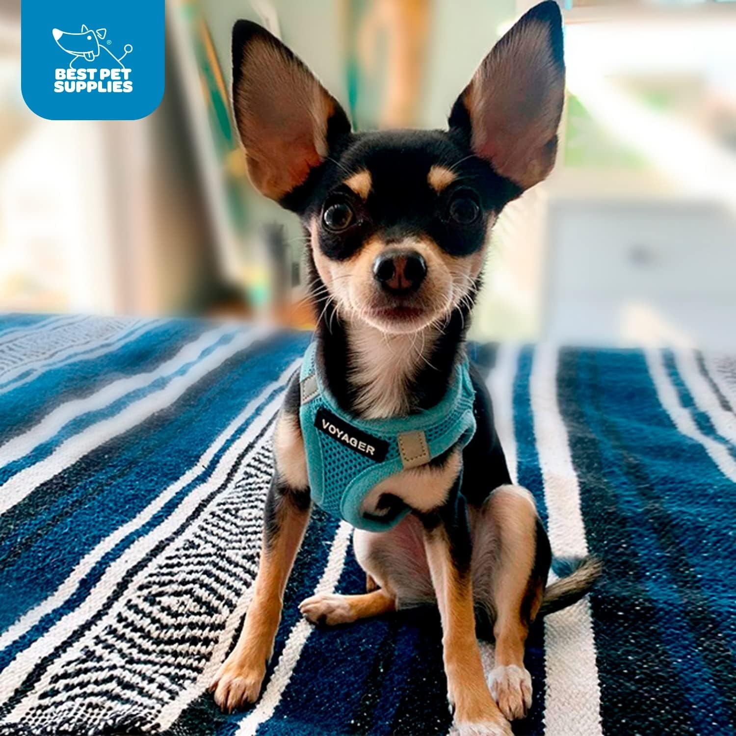 image:imageBest Pet Supplies Voyager Stepin Air Harness All Weather Mesh Reflective No Pull Harness for Dogs Cats Secure with Hook amp Loop Fastener Buckle Double DRings Fuchsia SHarness Baby Blue