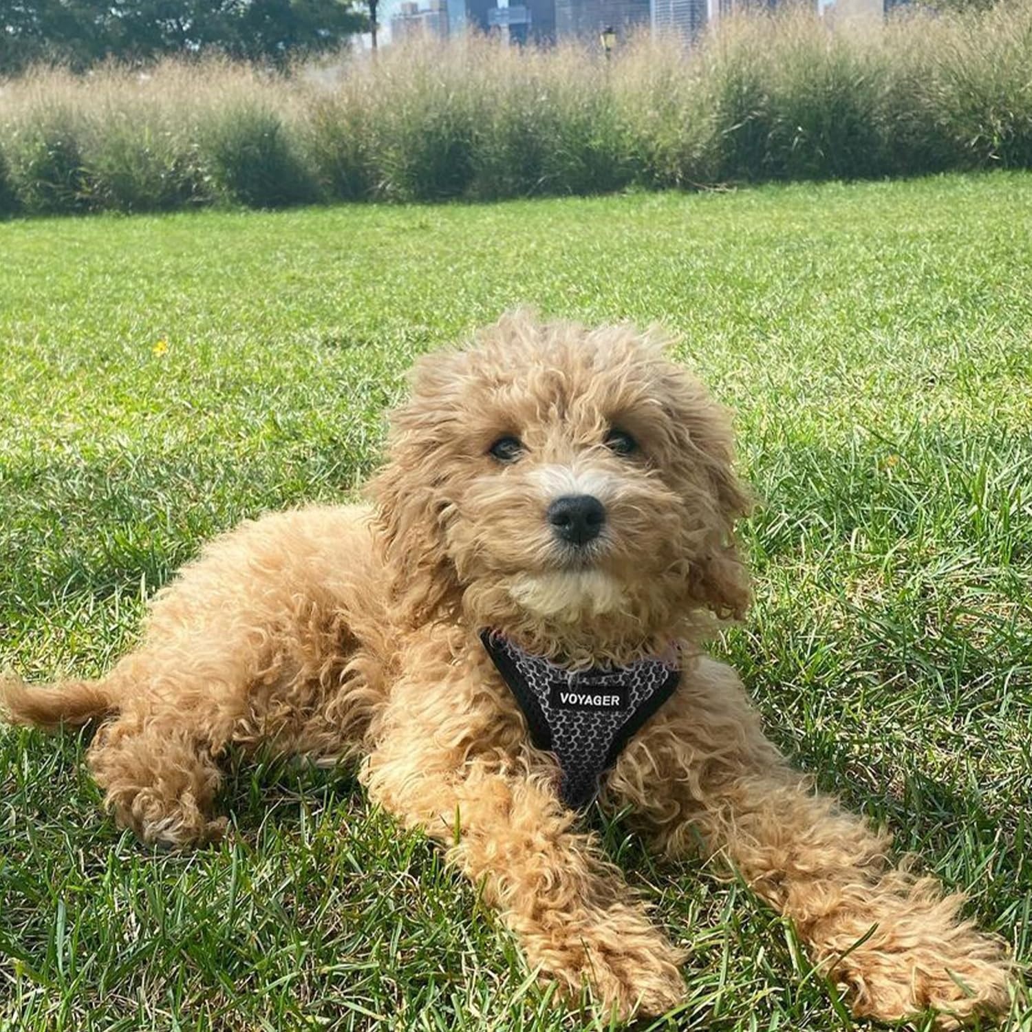 image:imageBest Pet Supplies Voyager Stepin Air Harness All Weather Mesh Reflective No Pull Harness for Dogs Cats Secure with Hook amp Loop Fastener Buckle Double DRings Fuchsia SHarness Gray 2Tone
