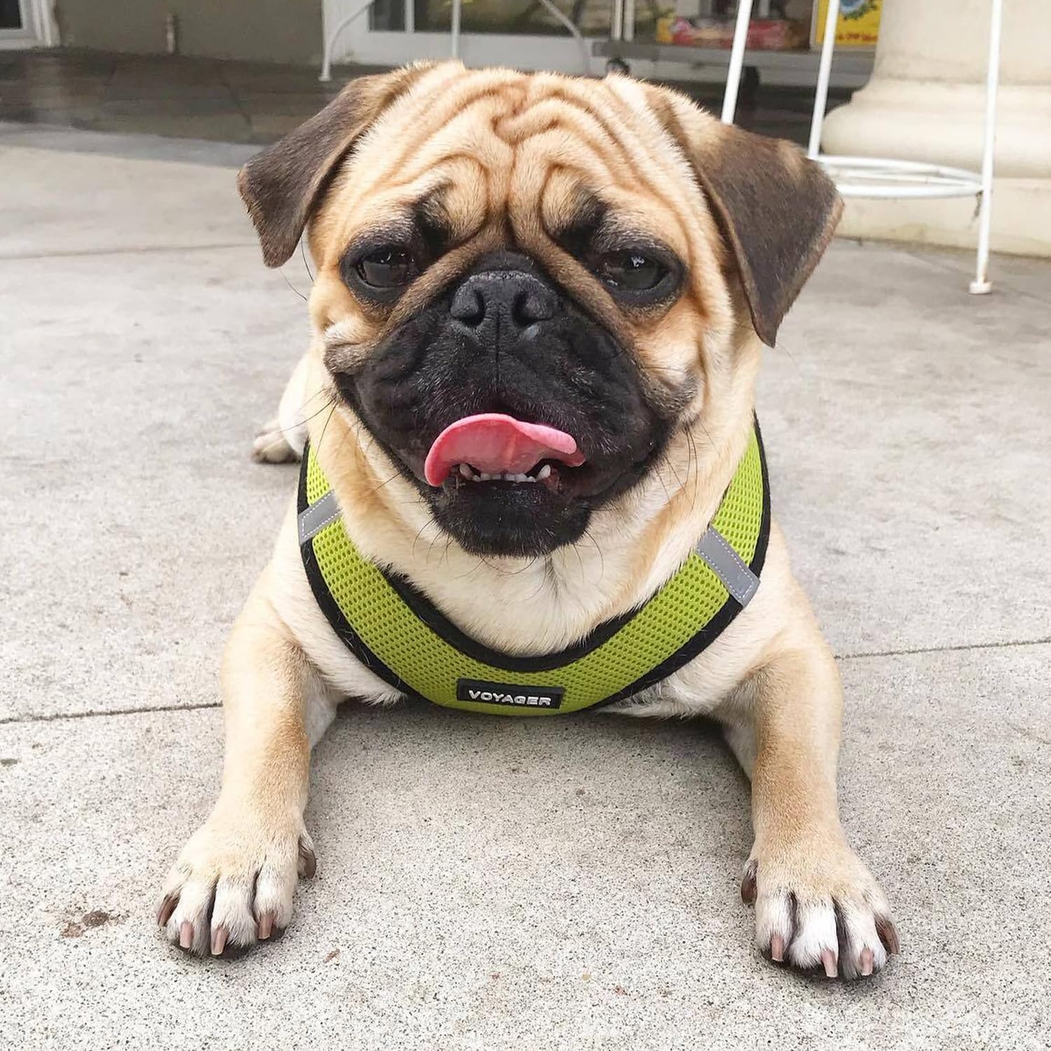 image:imageBest Pet Supplies Voyager Stepin Air Harness All Weather Mesh Reflective No Pull Harness for Dogs Cats Secure with Hook amp Loop Fastener Buckle Double DRings Fuchsia SHarness Lime GreenBlack Trim