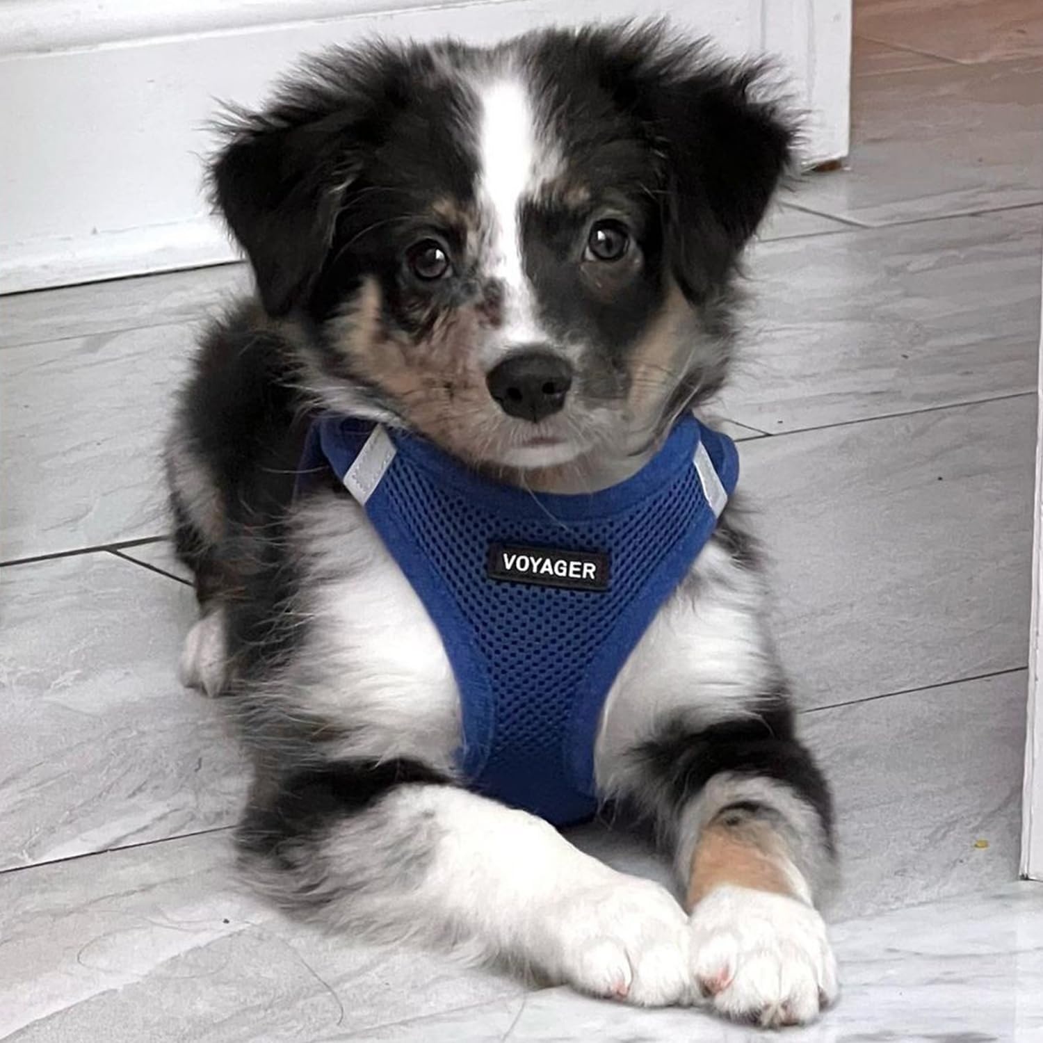 image:imageBest Pet Supplies Voyager Stepin Air Harness All Weather Mesh Reflective No Pull Harness for Dogs Cats Secure with Hook amp Loop Fastener Buckle Double DRings Fuchsia SHarness Royal Blue
