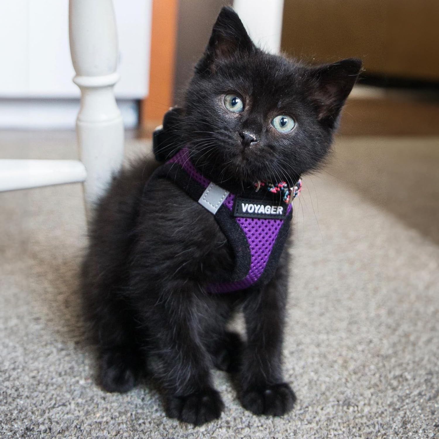 image:imageBest Pet Supplies Voyager Stepin Air Harness All Weather Mesh Reflective No Pull Harness for Dogs Cats Secure with Hook amp Loop Fastener Buckle Double DRings Fuchsia SHarness PurpleBlack Trim